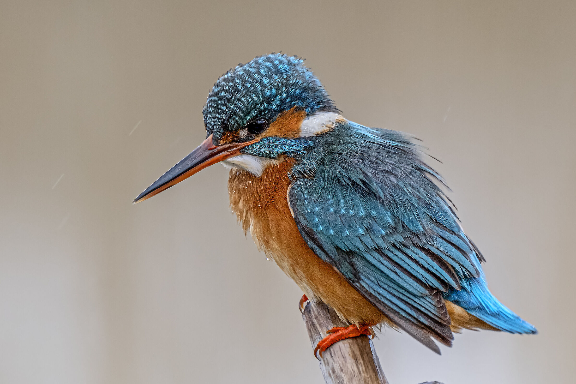 Female kingfisher