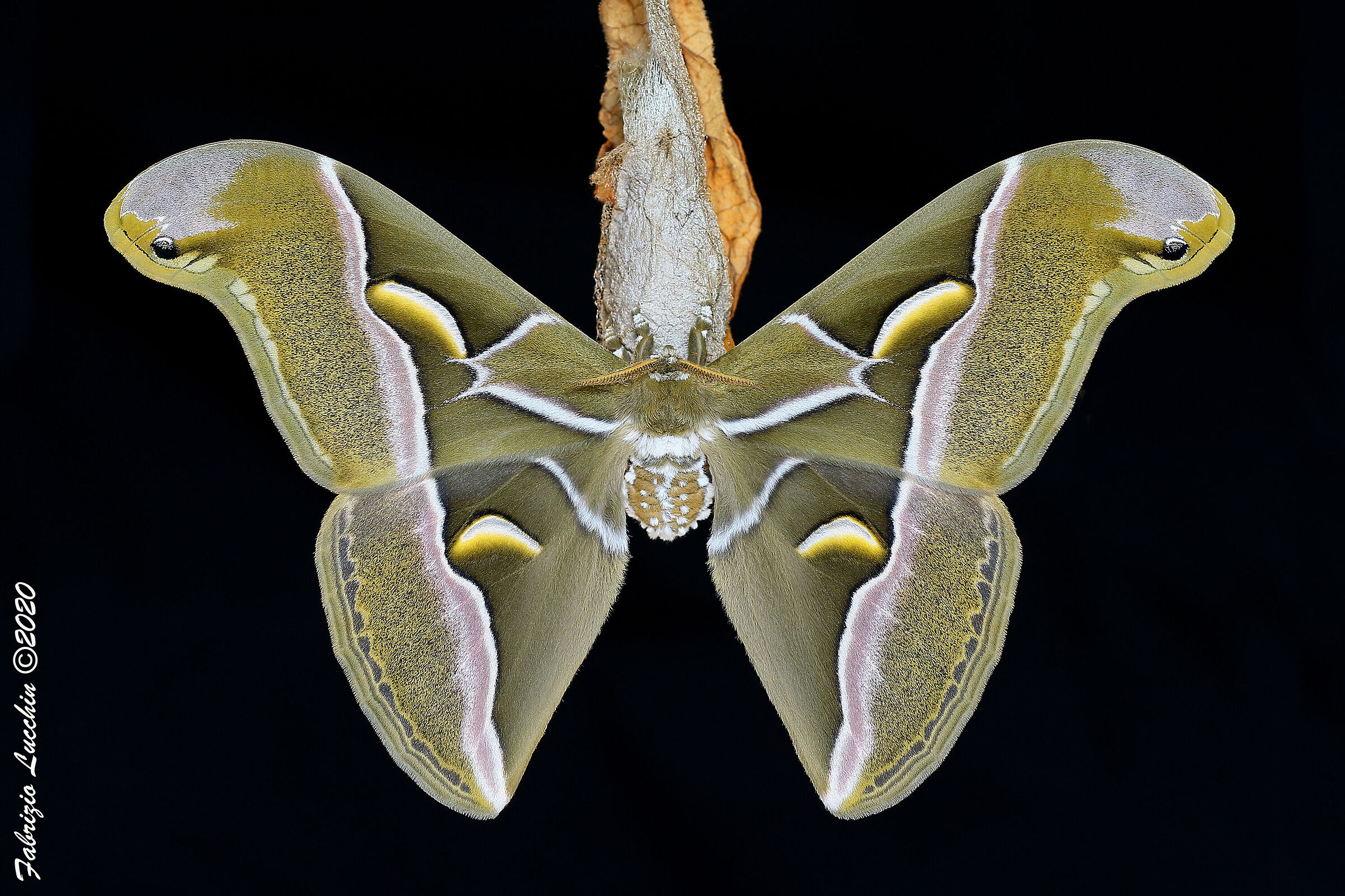 Samia cinthya (Esemplare maschio)