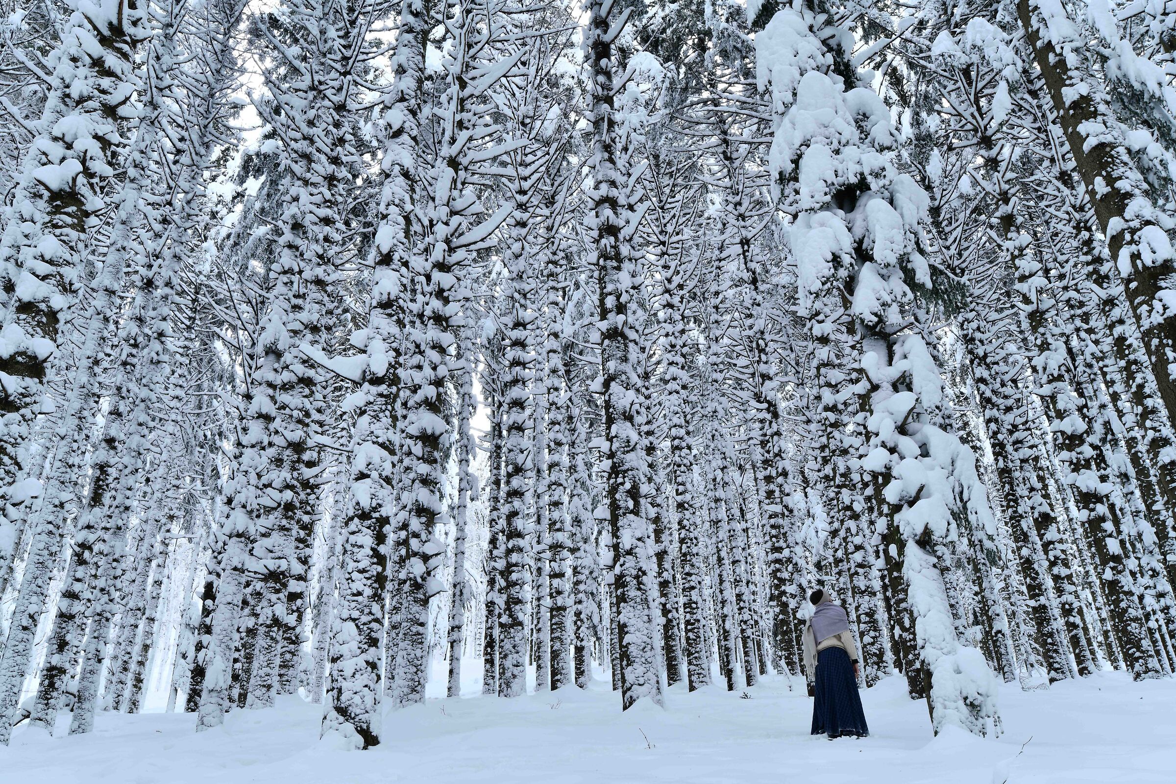 In the forests of giants