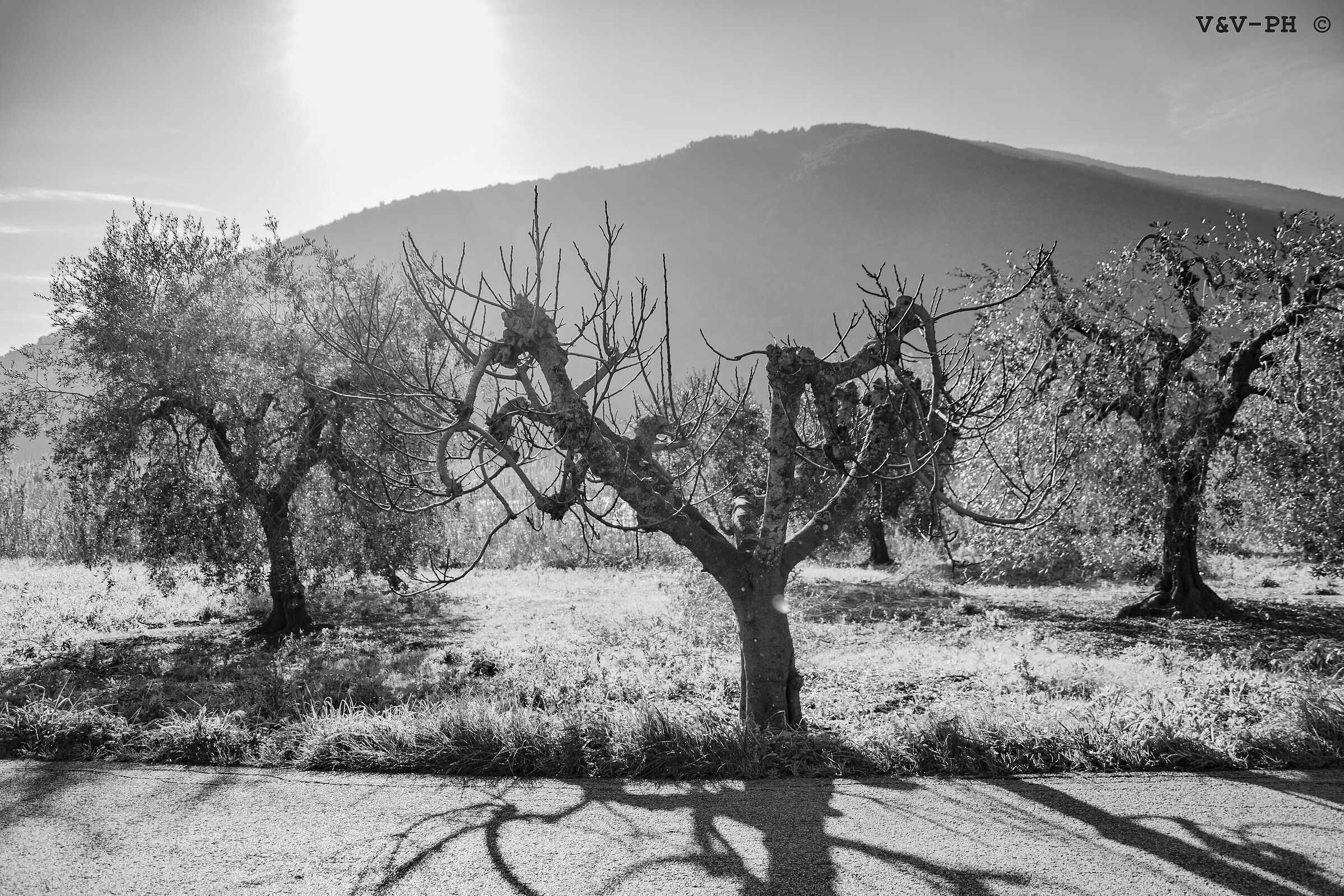 Cultivation of olive trees in Vallemarina - Monte San Biagio