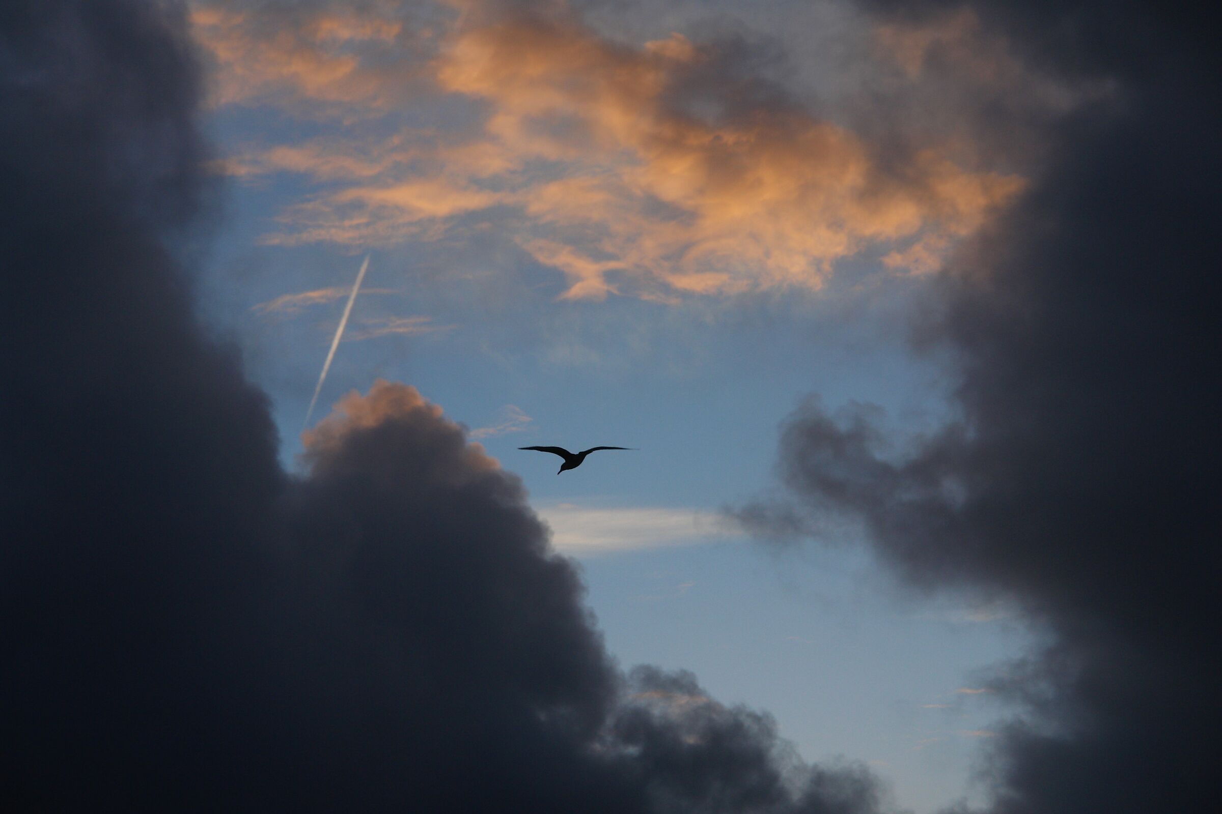 gabbiano nel tramonto