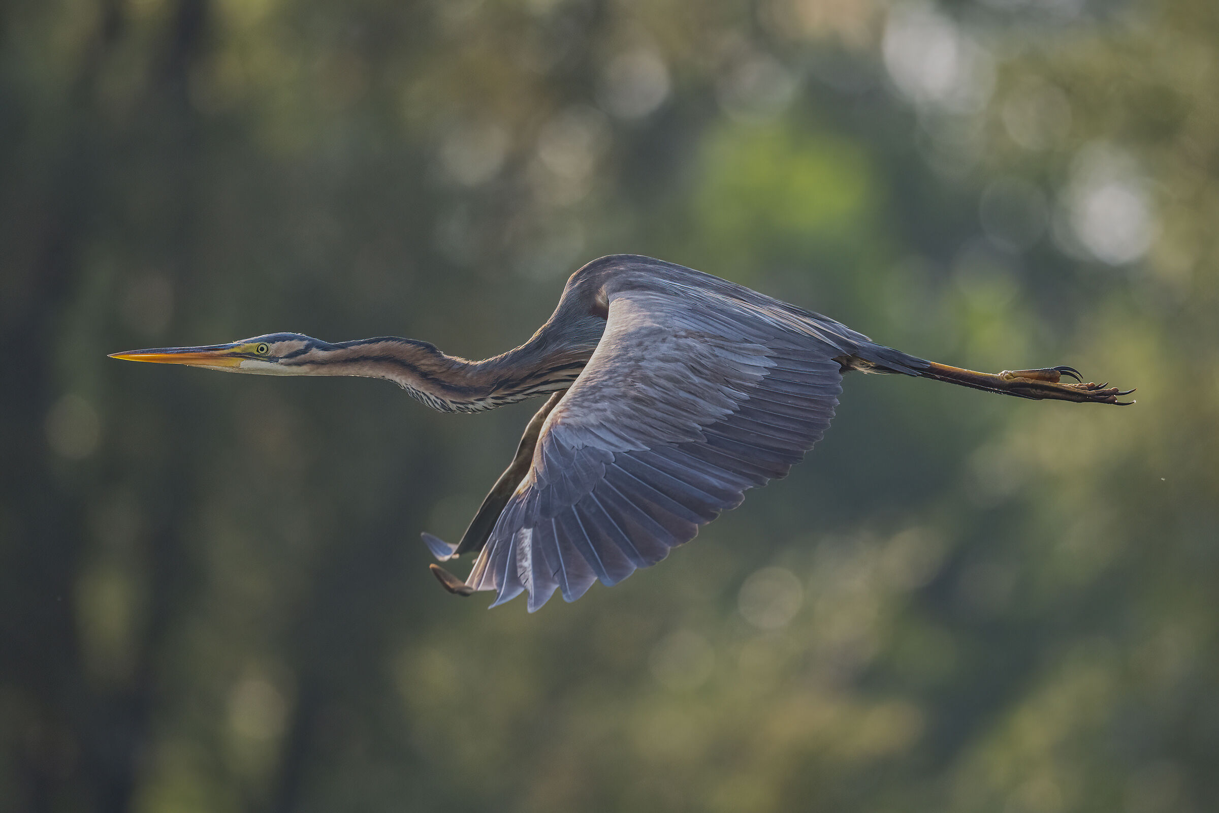 airone rosso in volo
