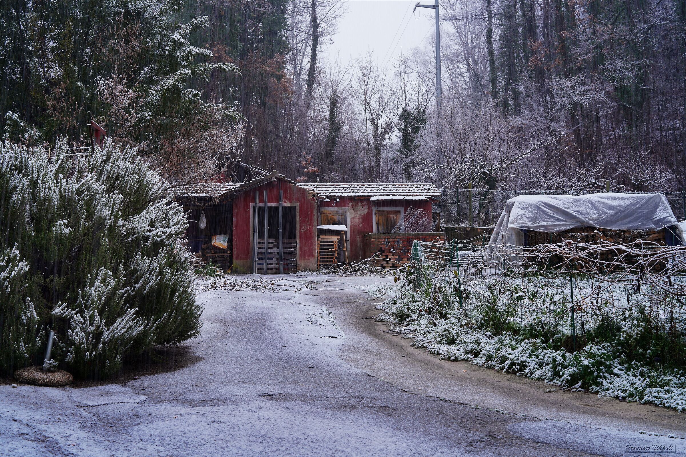 Snow in the garden
