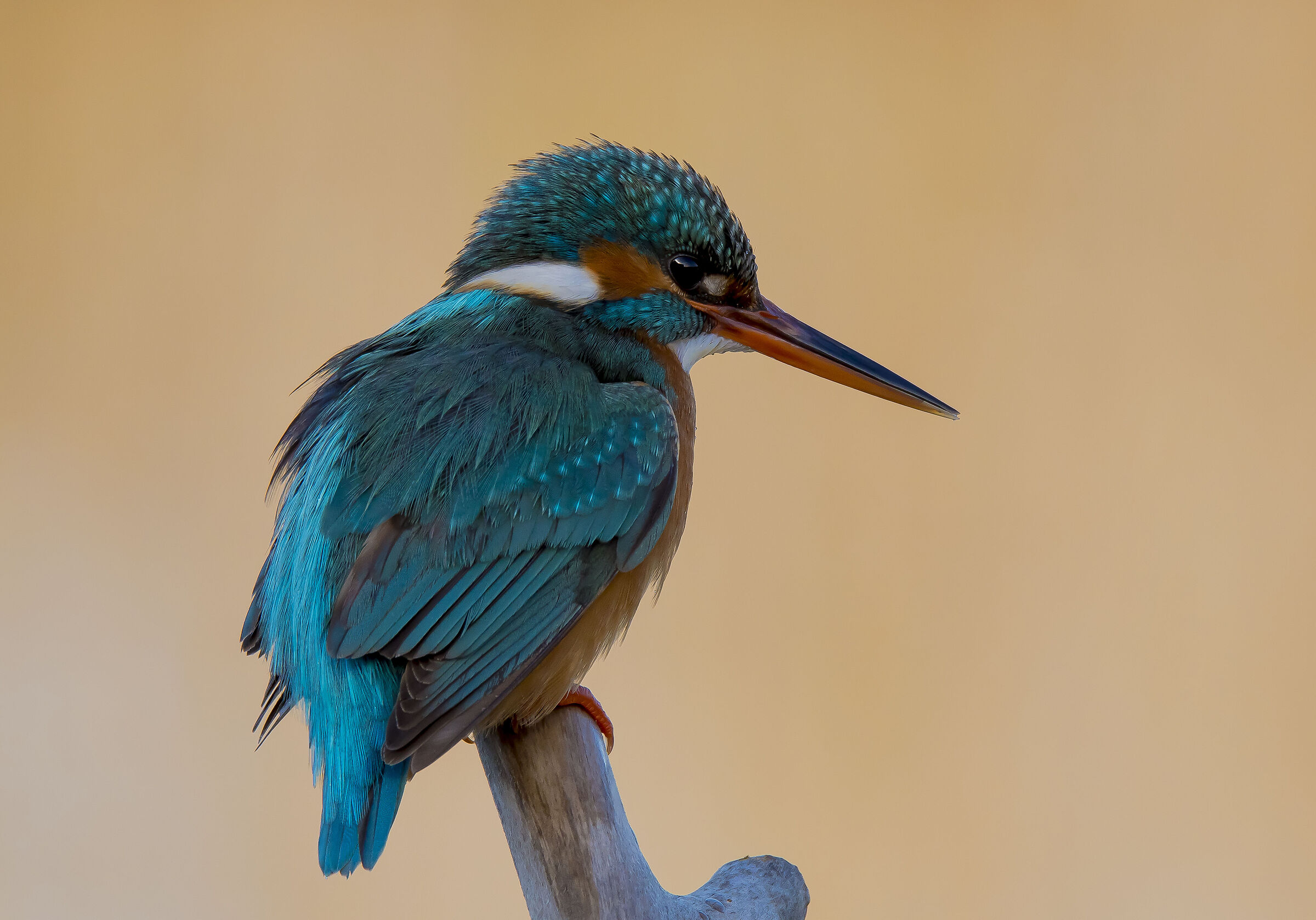 Kingfisher
