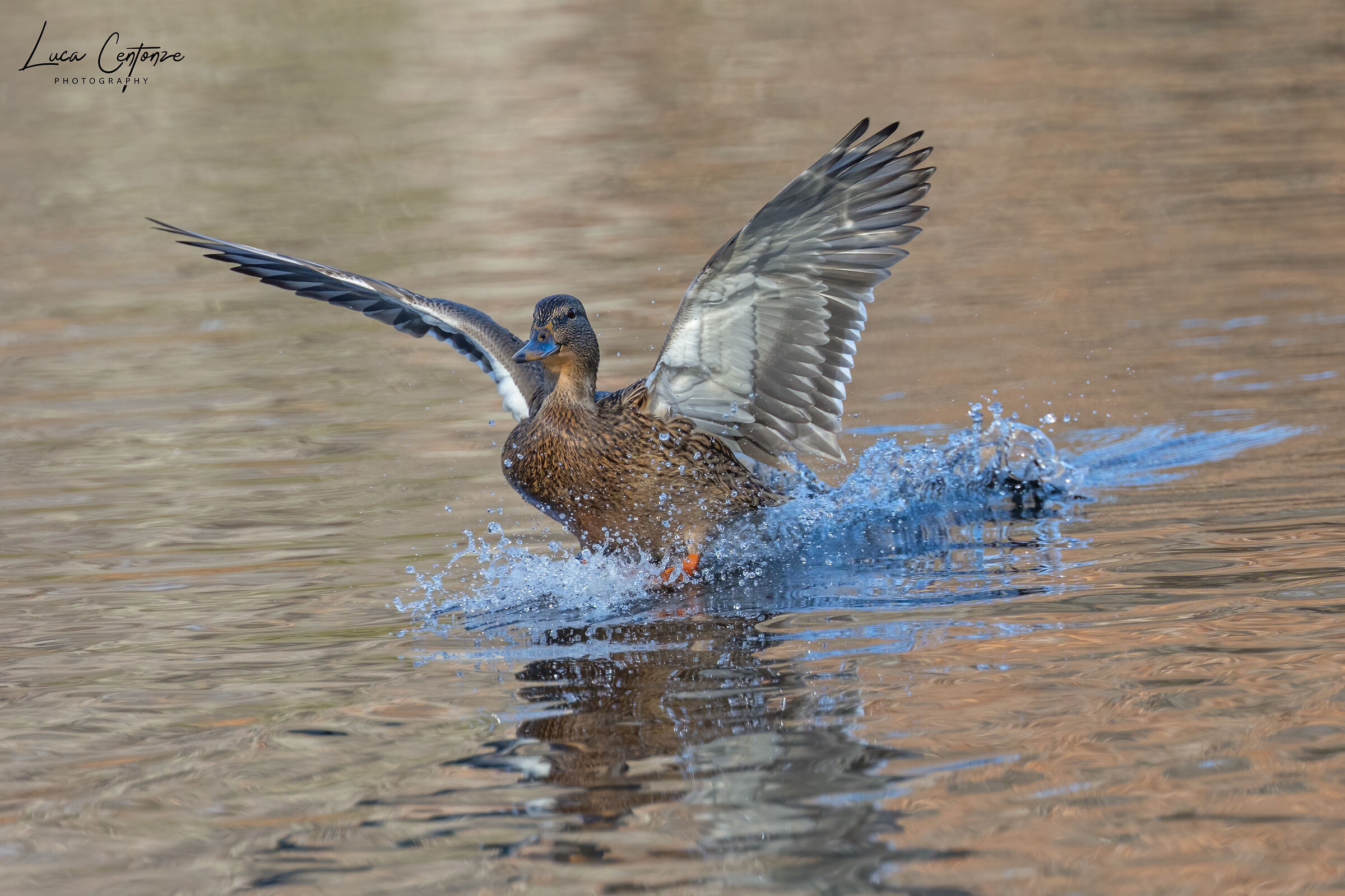 Germano reale femmina