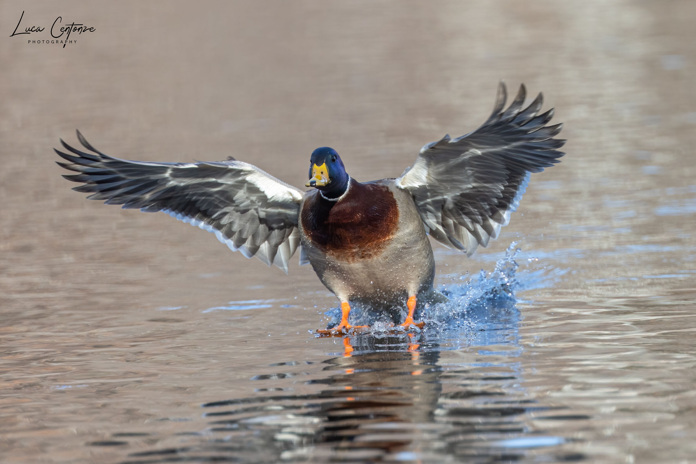 Germano maschio in atterraggio