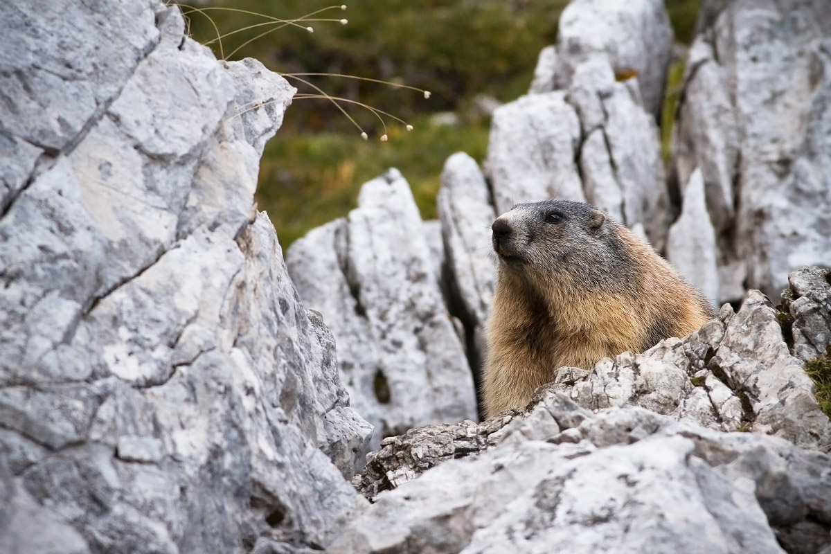 Marmotta