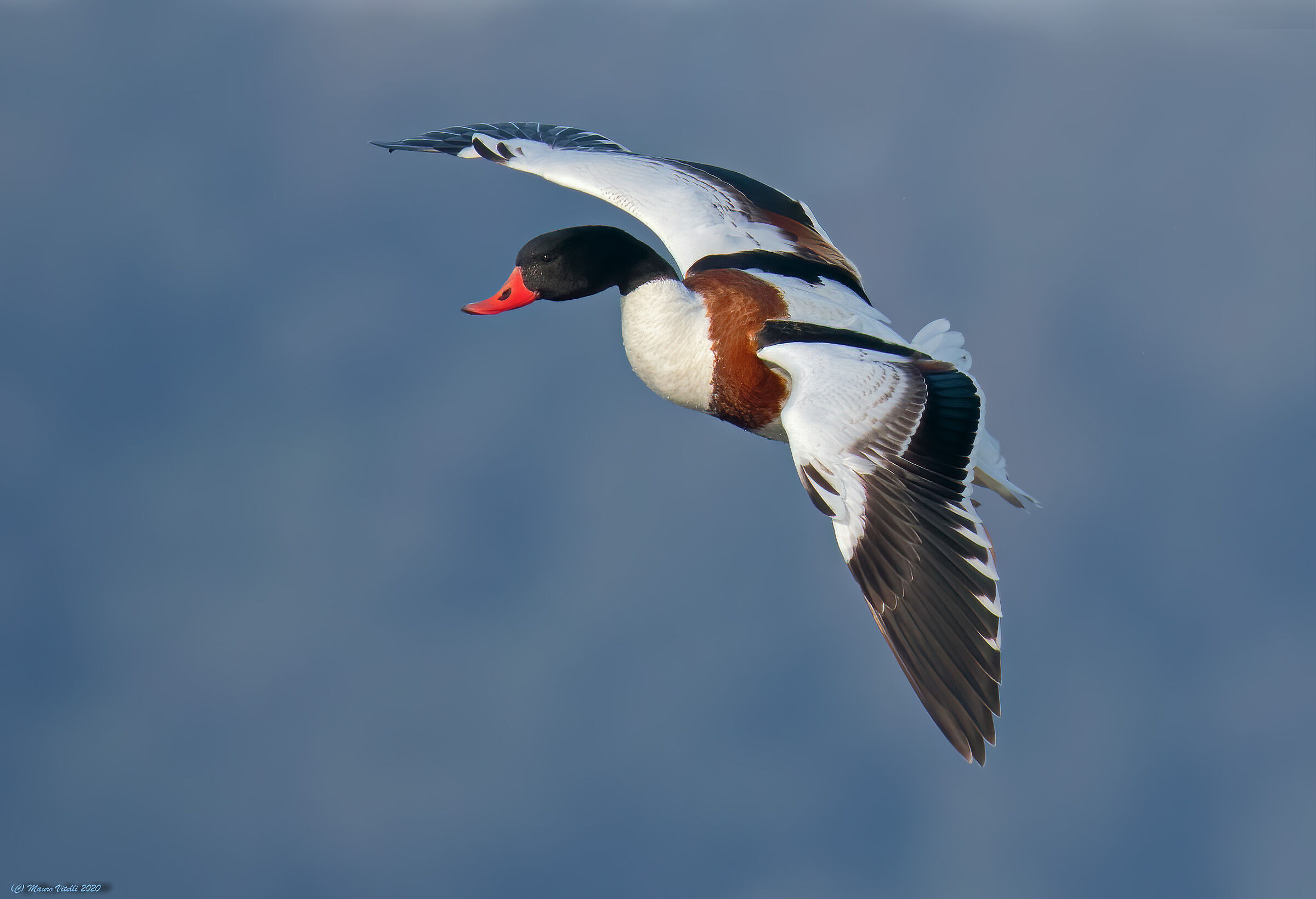 Volpoca (Late LateNa)