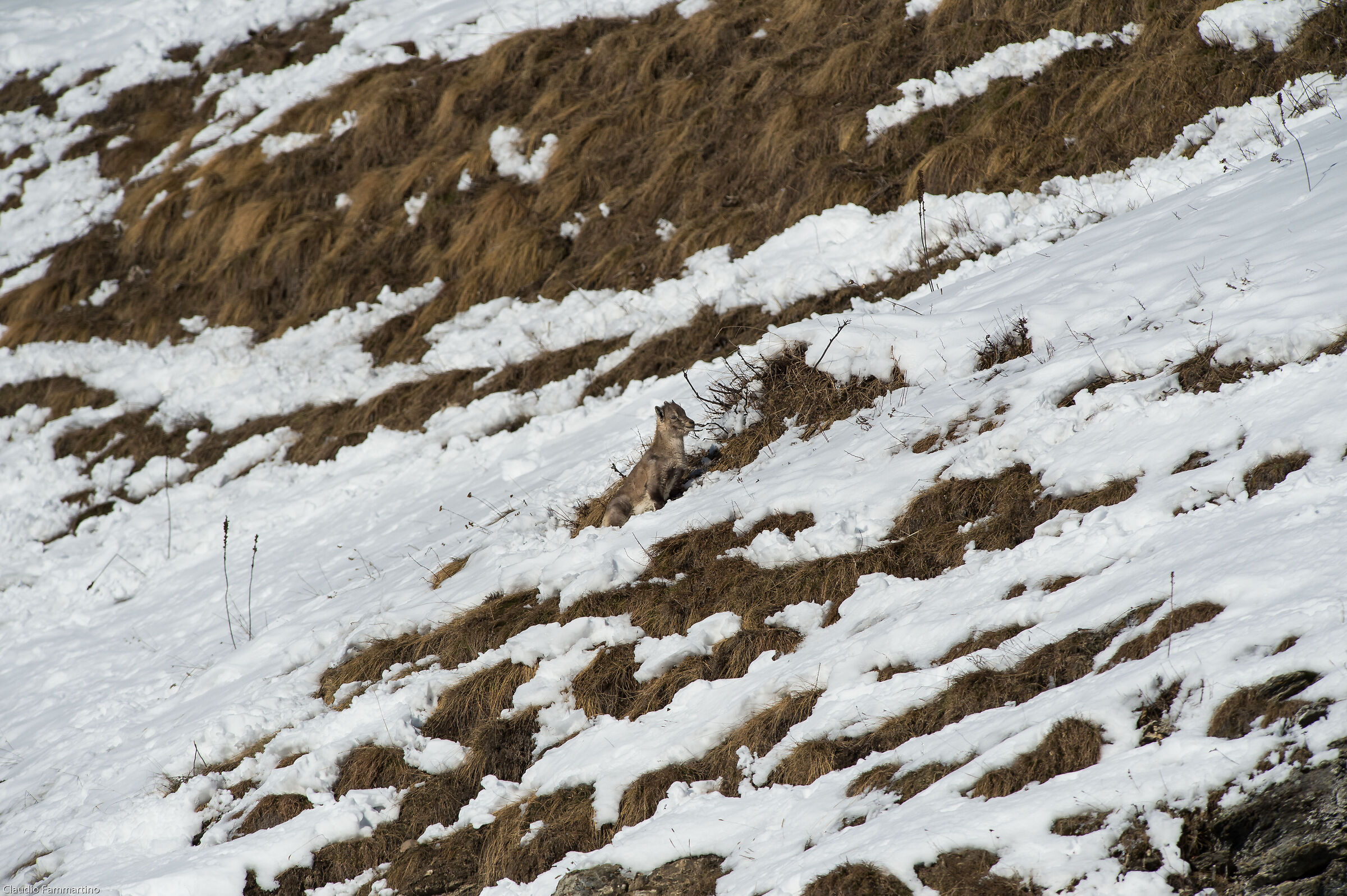 who knows if he's dreaming