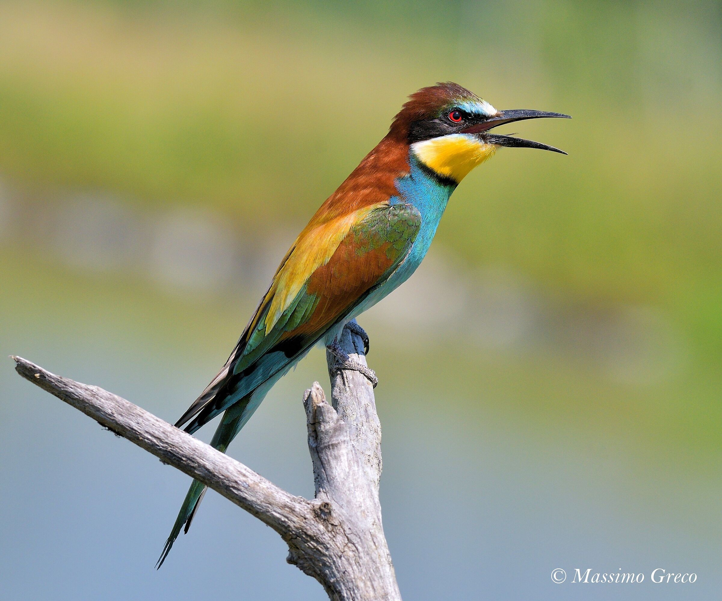 Gruccione (Merops apiaster)