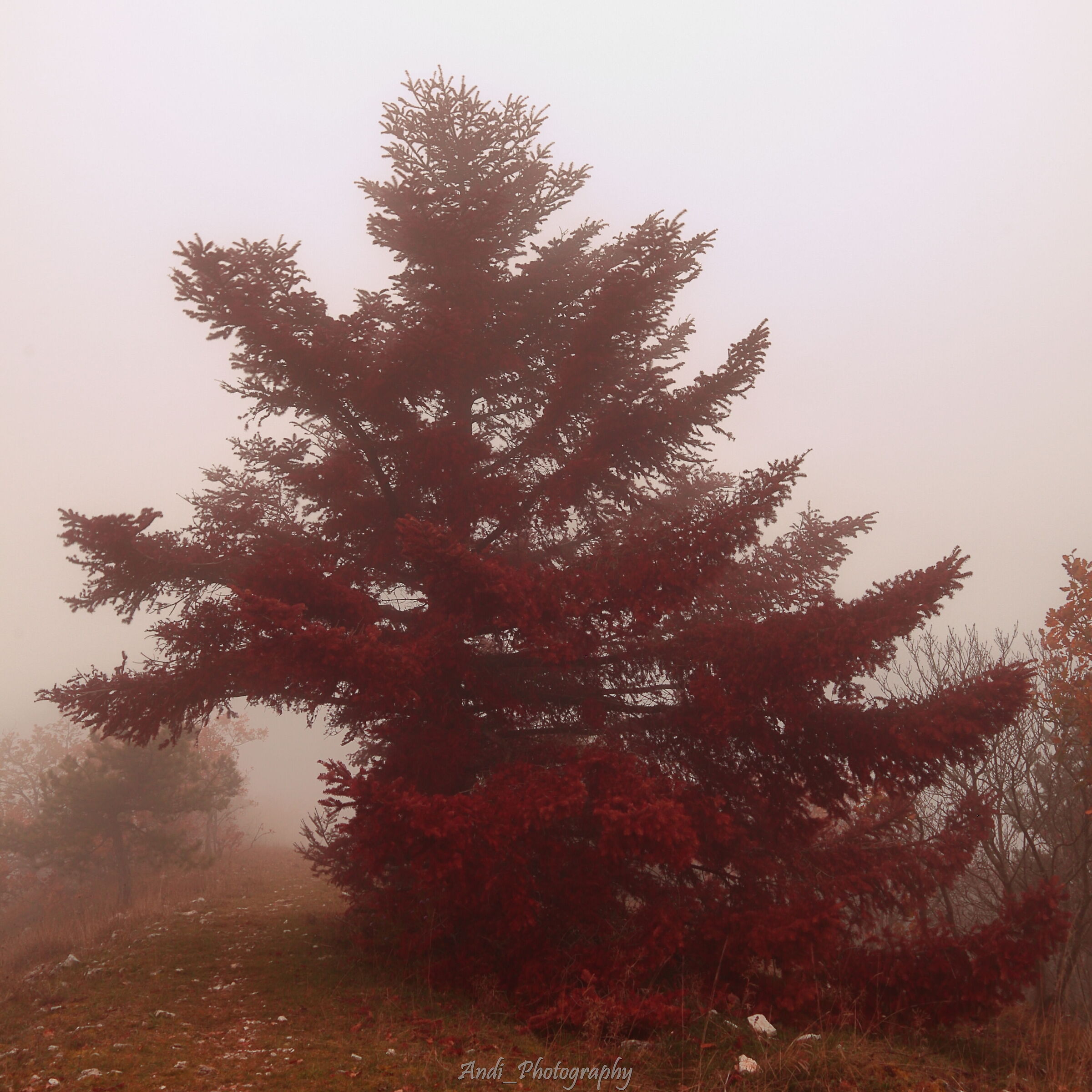 Red tree and fog