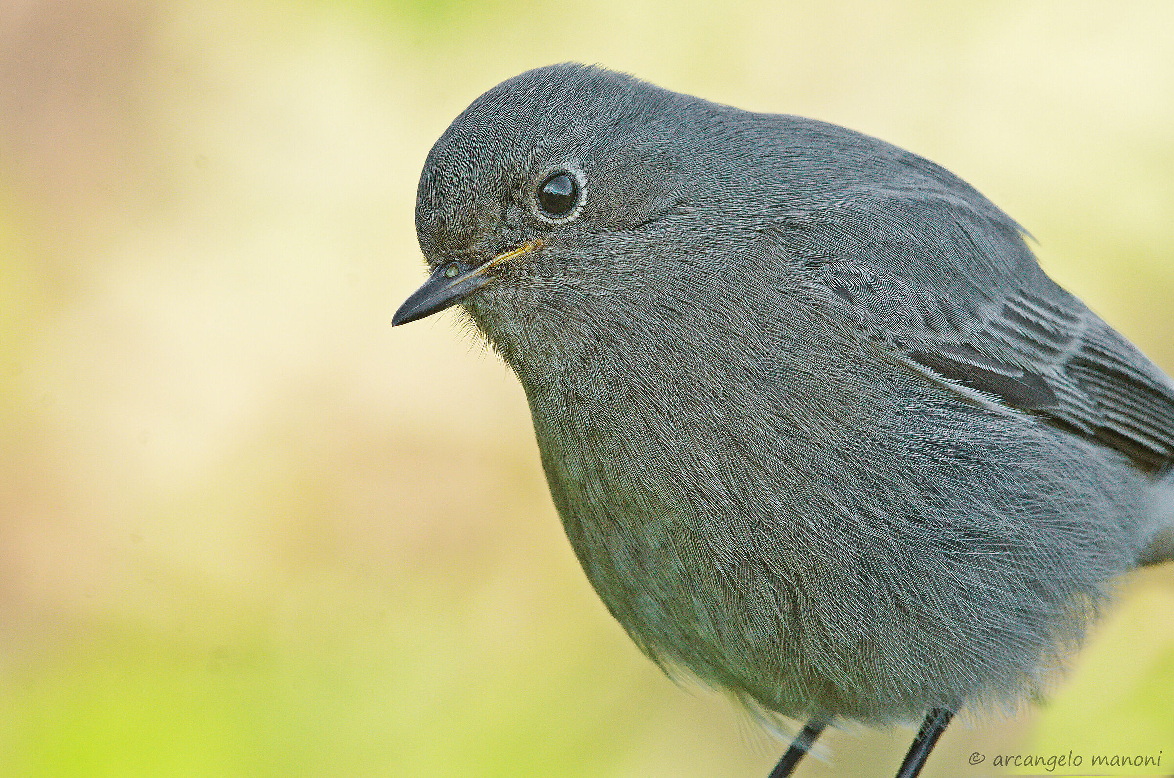 Cuckoo!!! codirosso facing the backlight