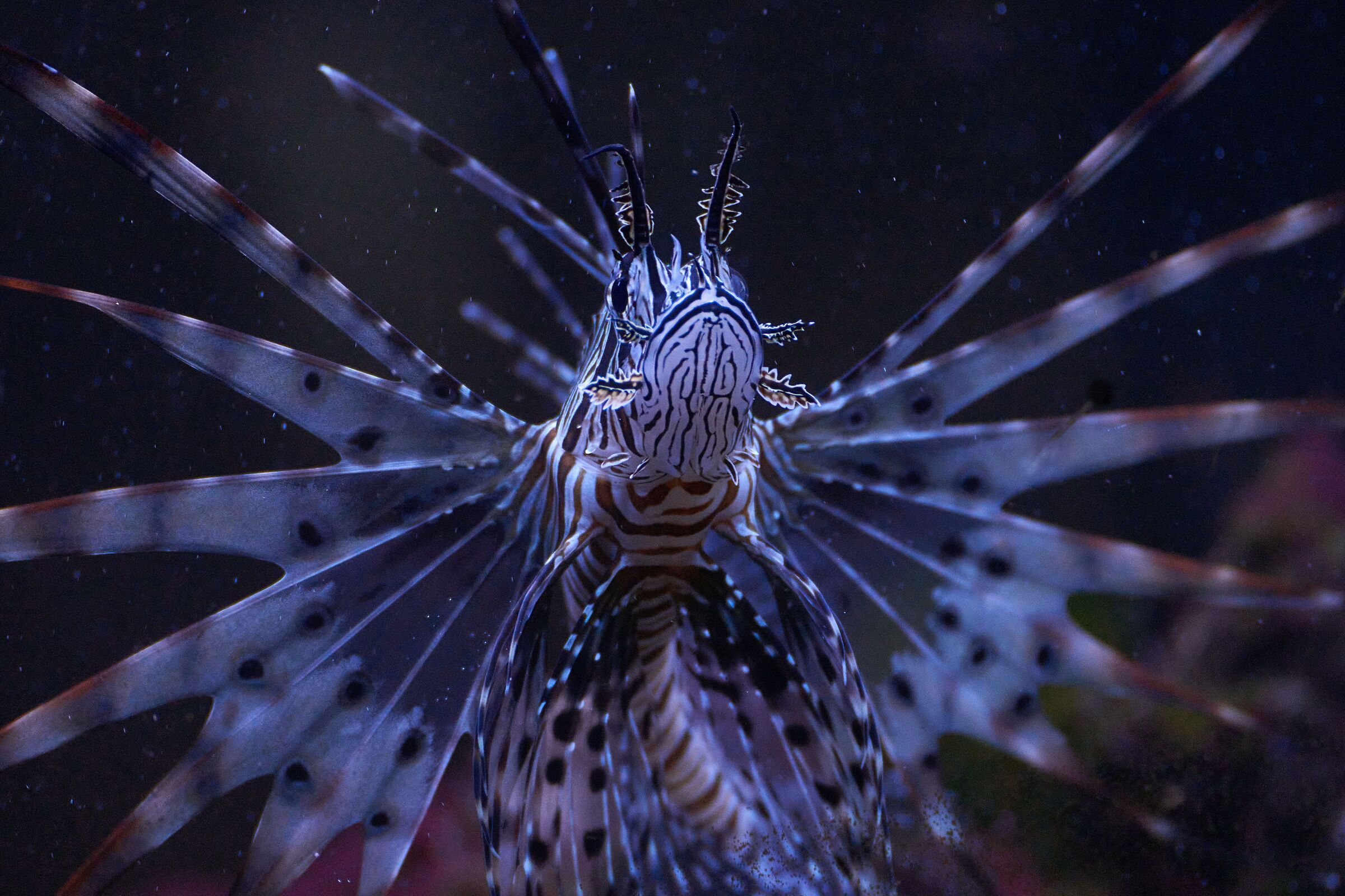 Lionfish