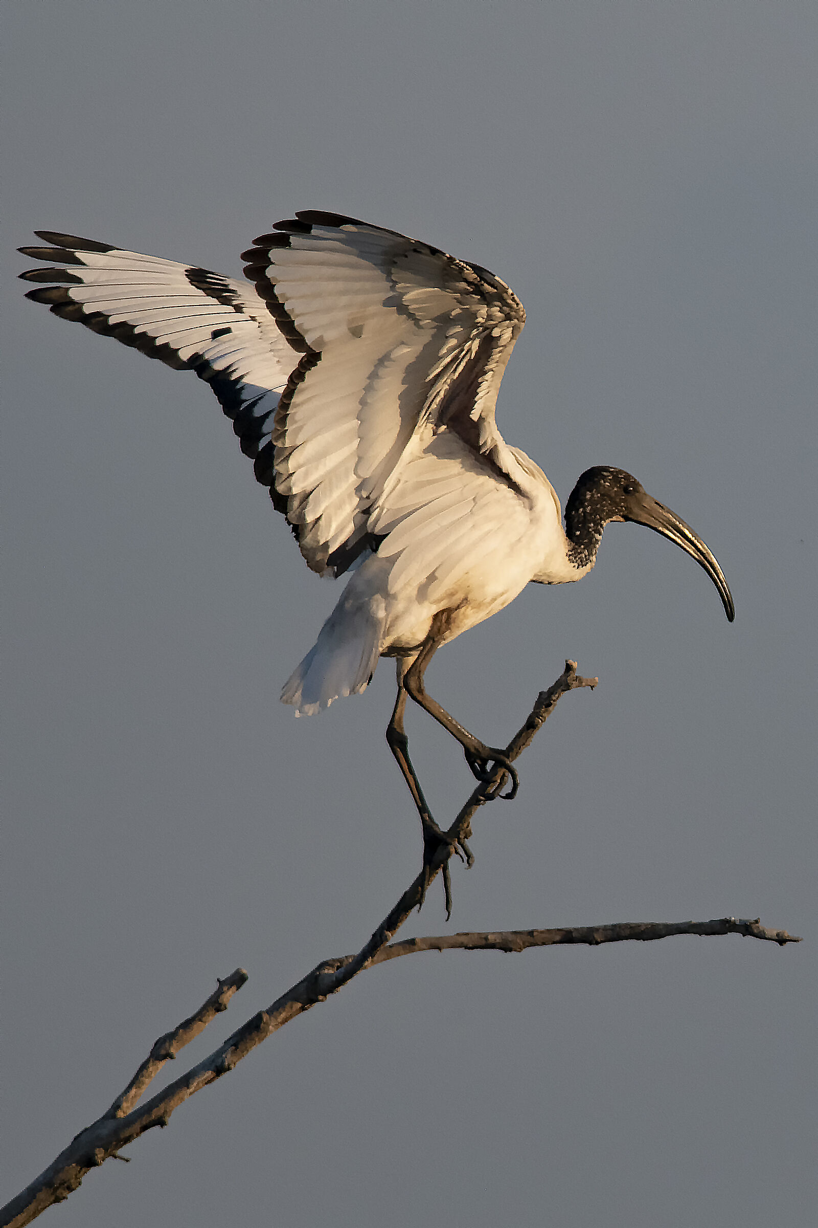 ibis sacro