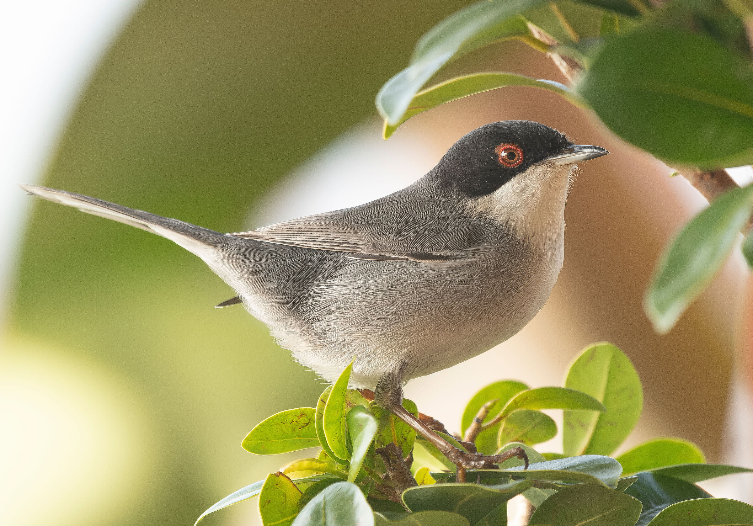 Melanocephala sylvia