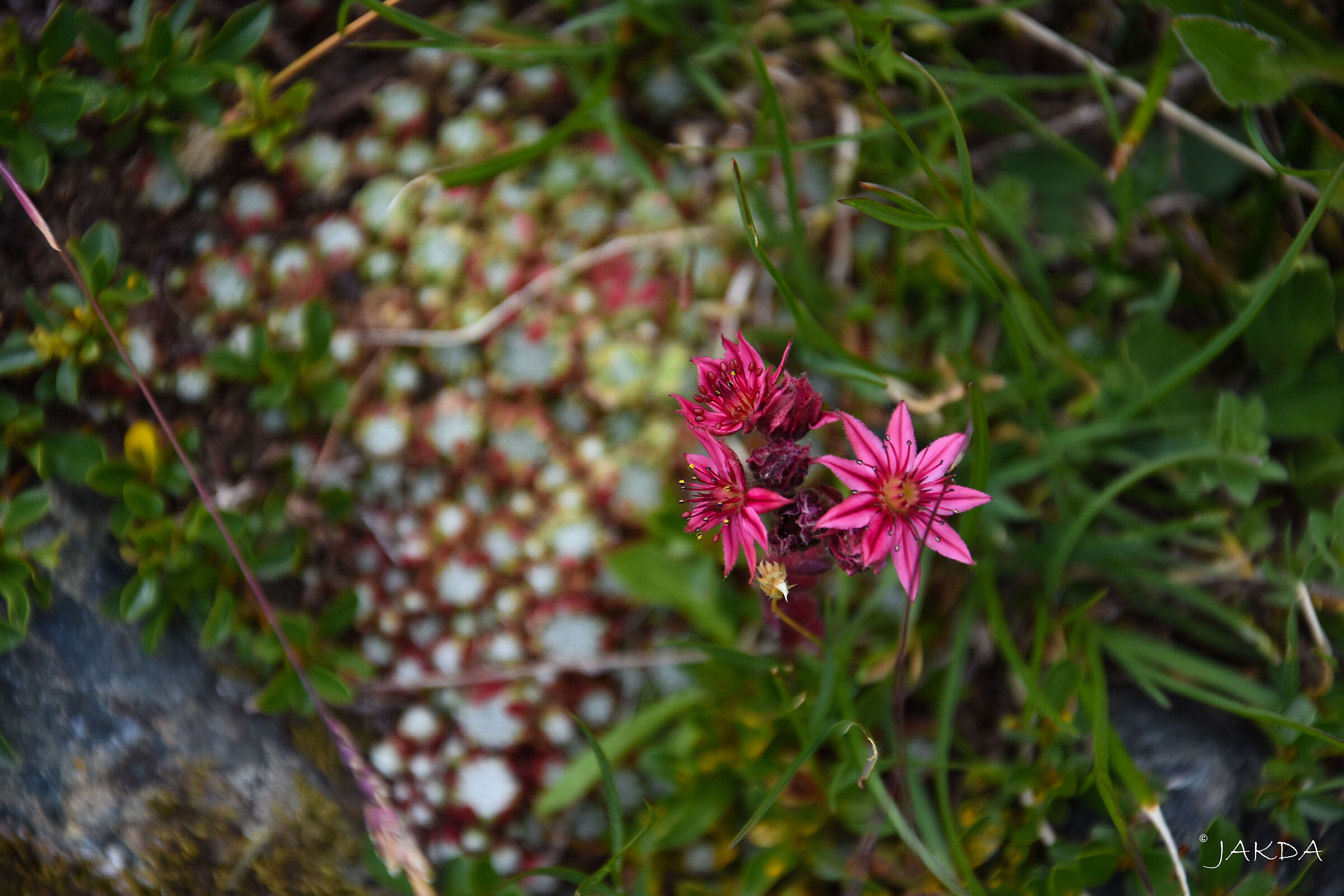 Sempervivum Arachnoideum