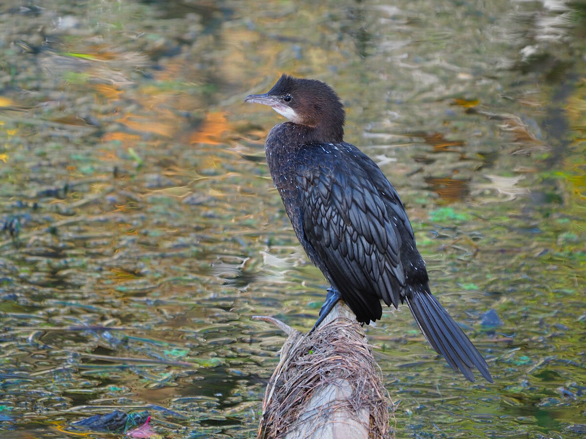 Between a thousand shades