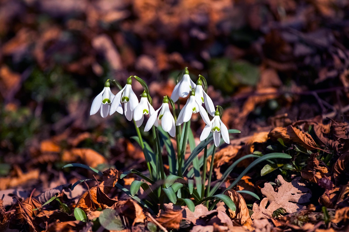 Snowdrop
