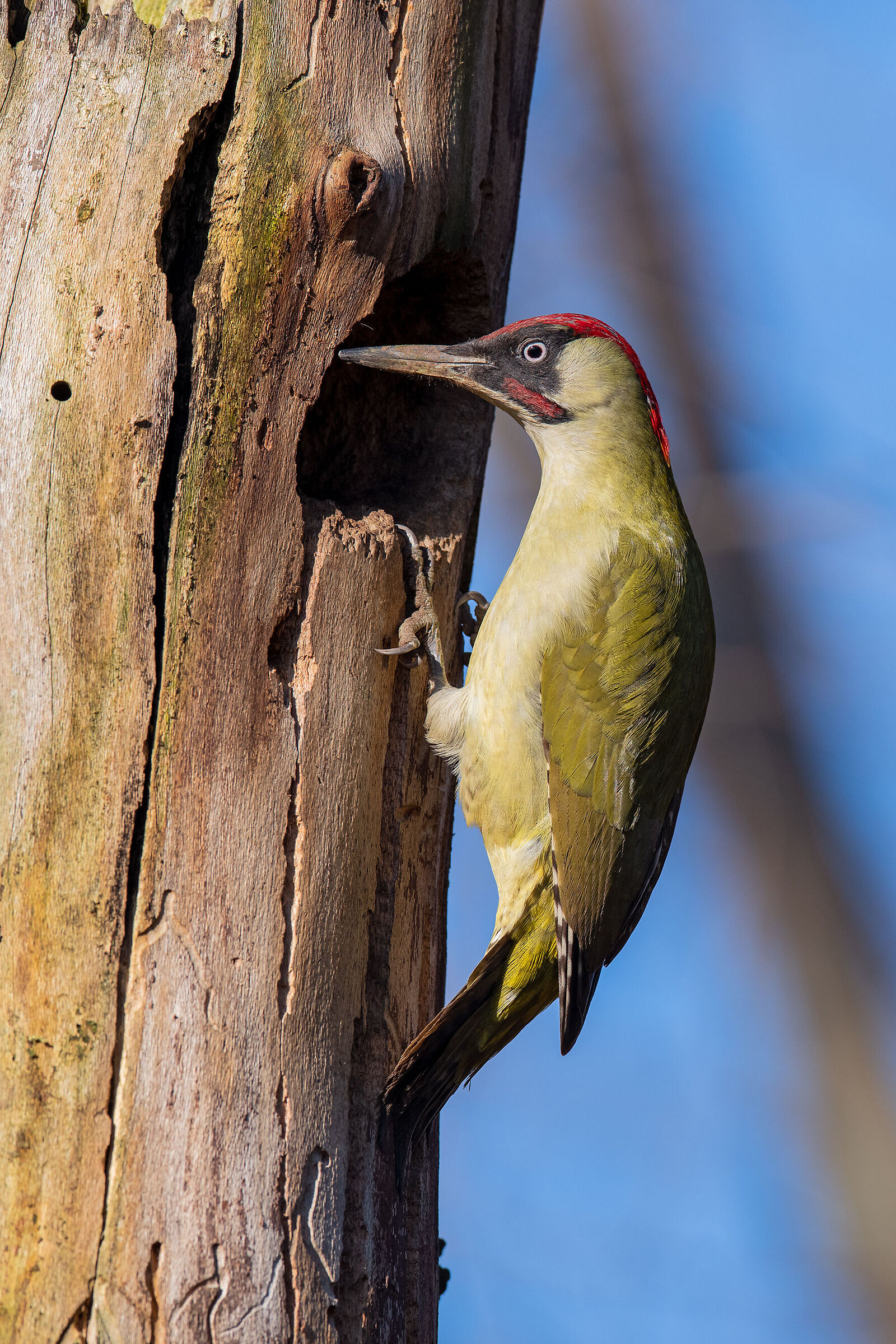 Maschio di picchio verde