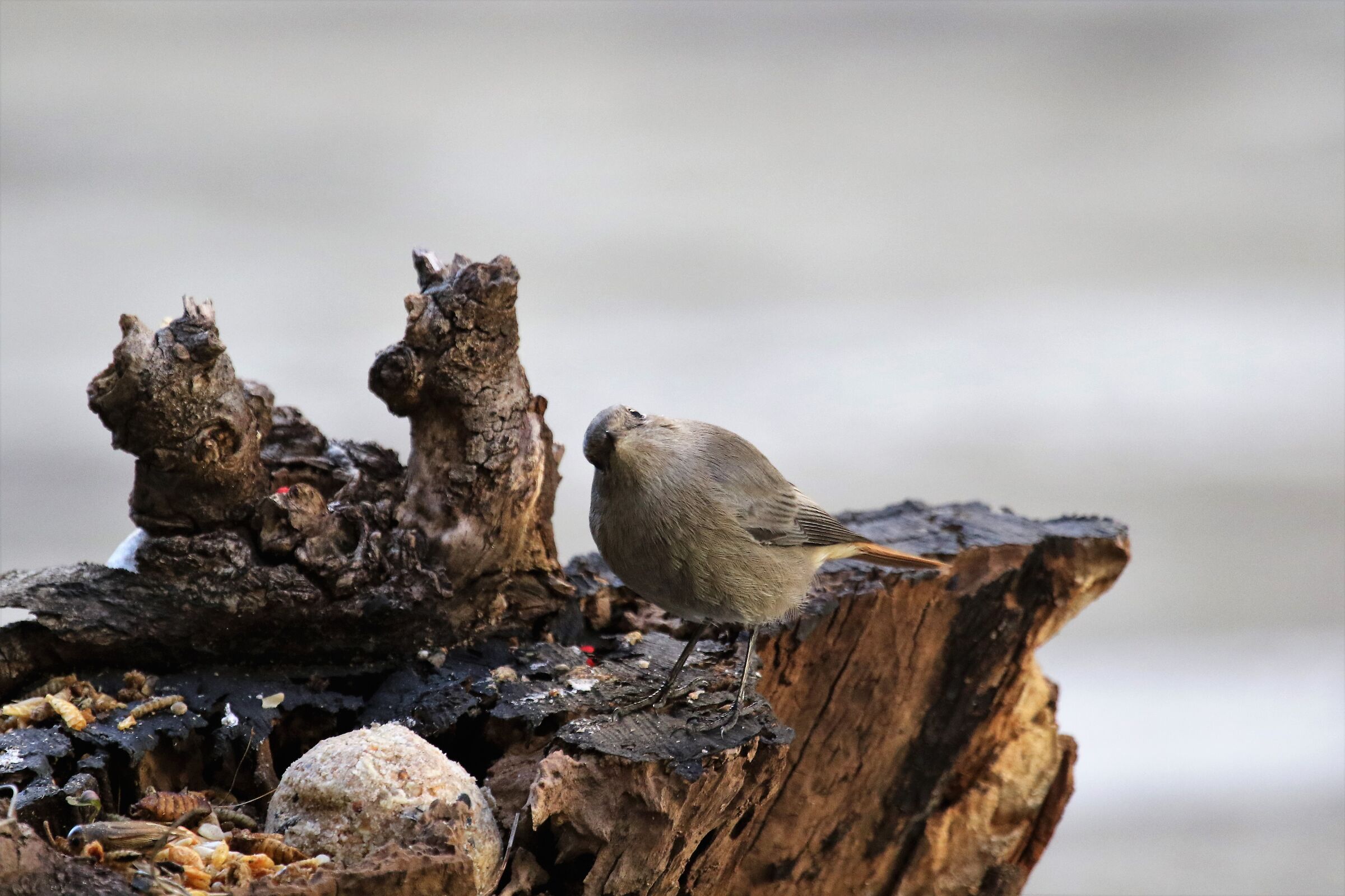 codirosso fireplace sweep