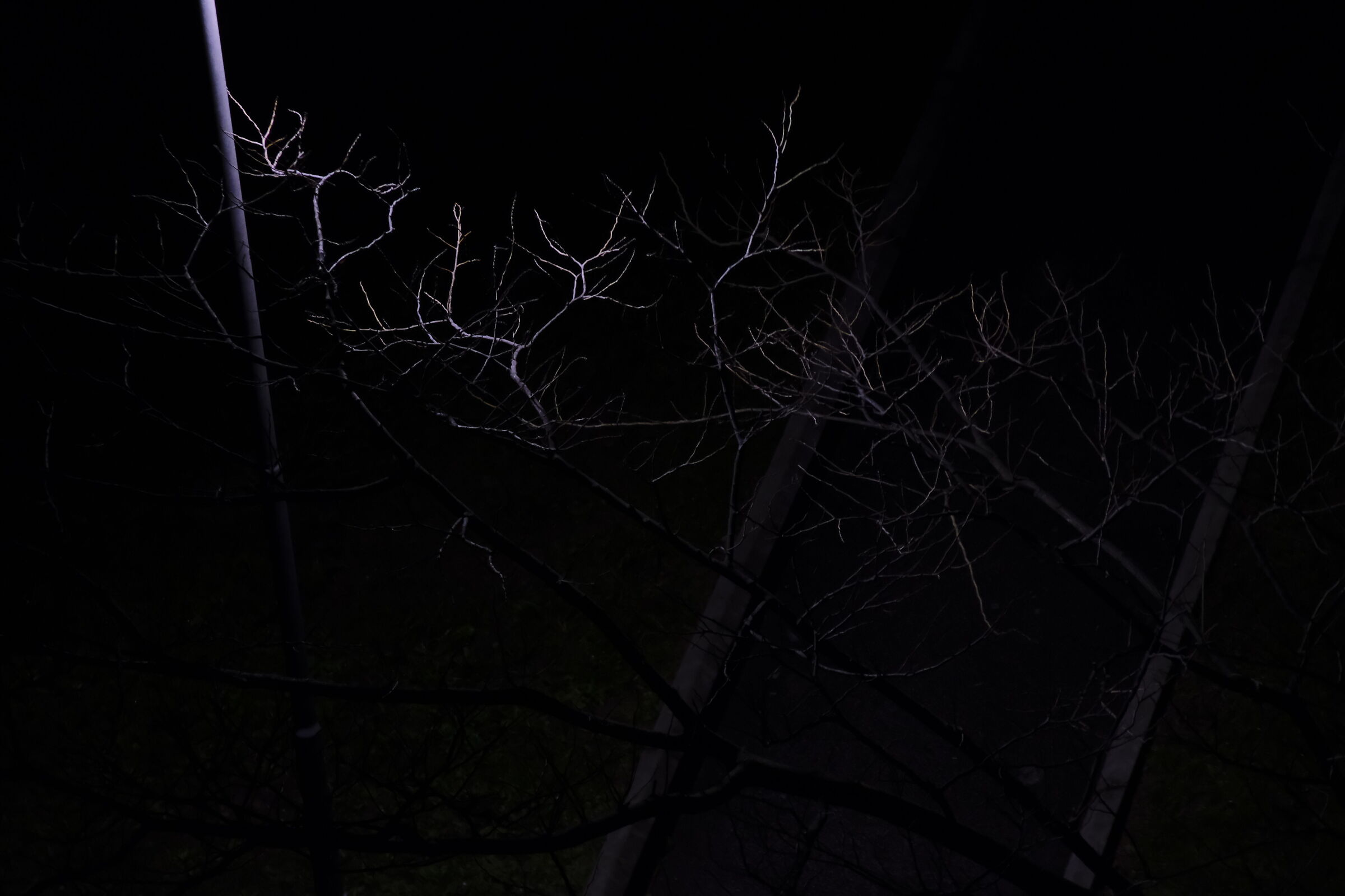 the dance of the branches