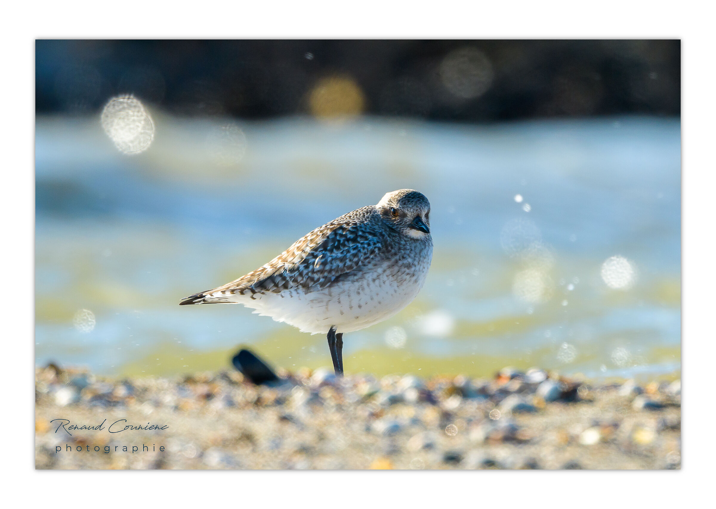 La pivieressa (Pluvialis squatarola, Linneo 1758)