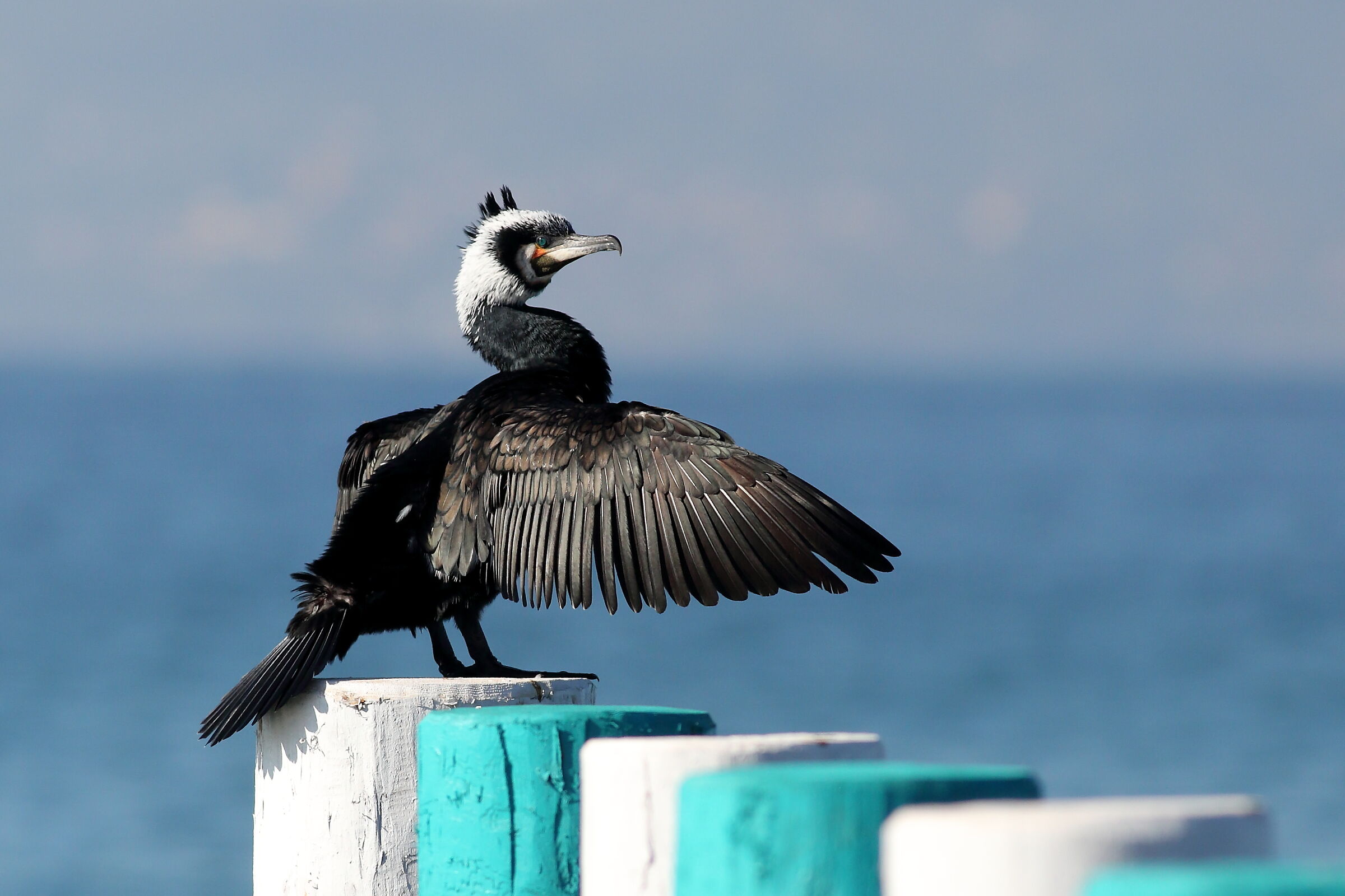 Cormorano Comune