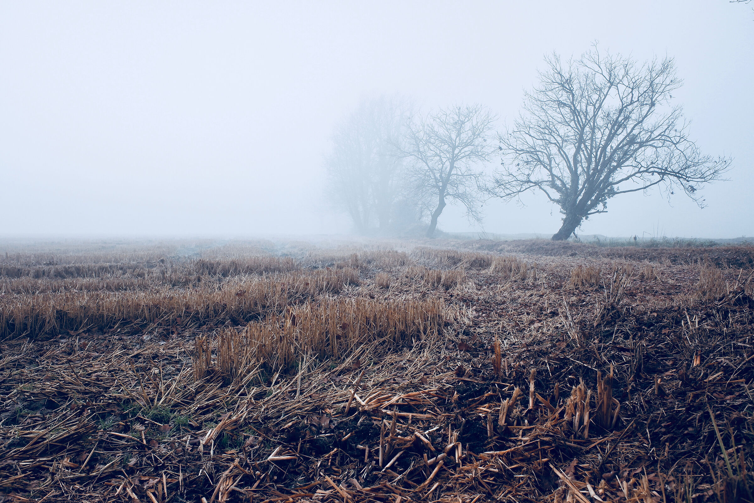 Il riposo della campagna