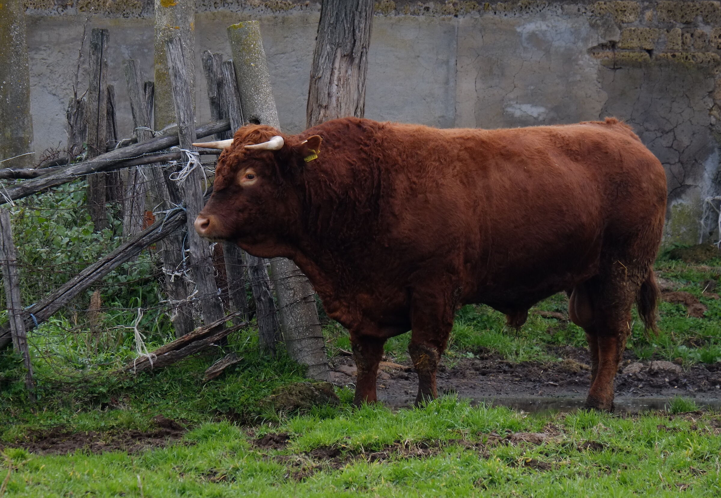 Bull