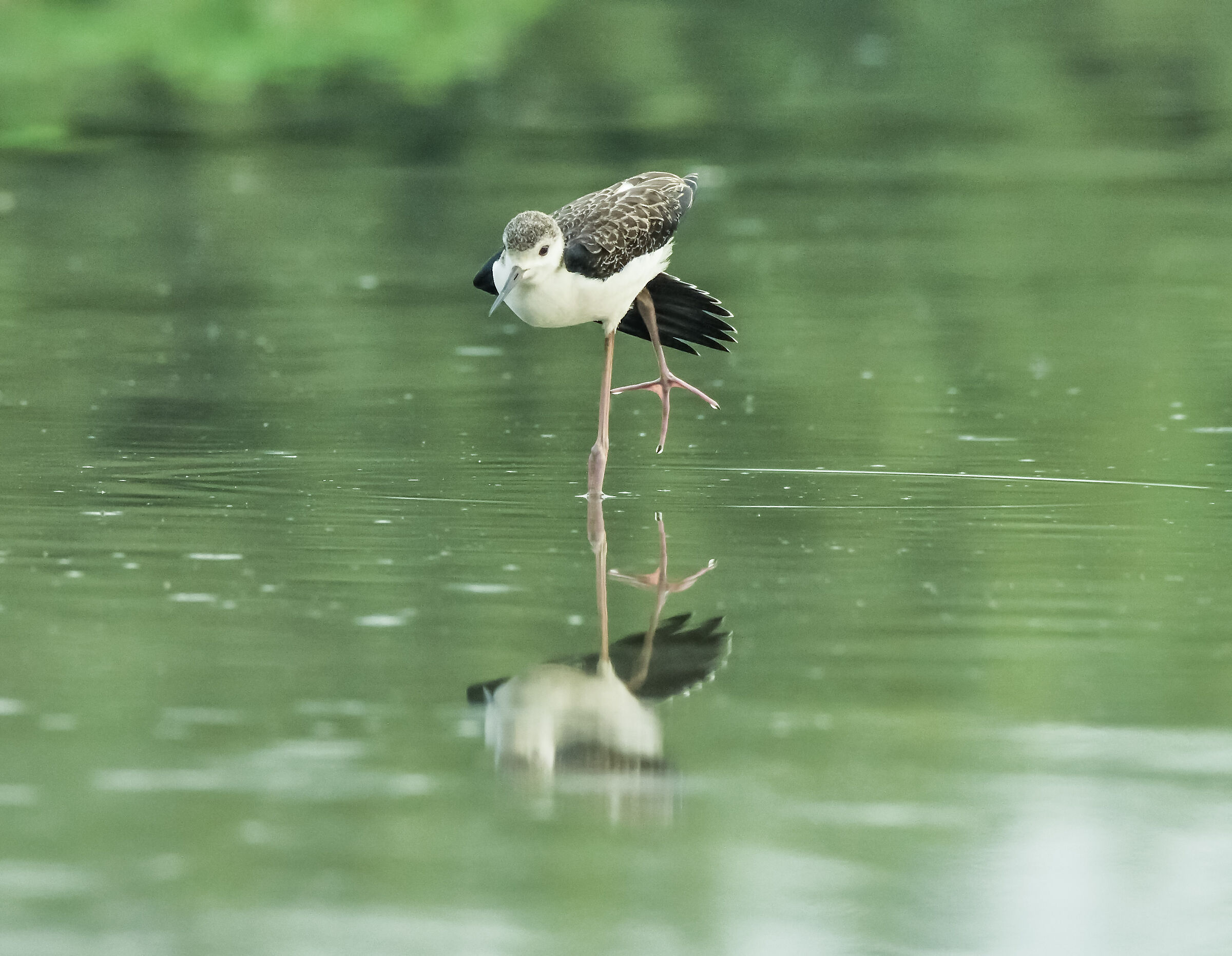 la danza del cavaliere