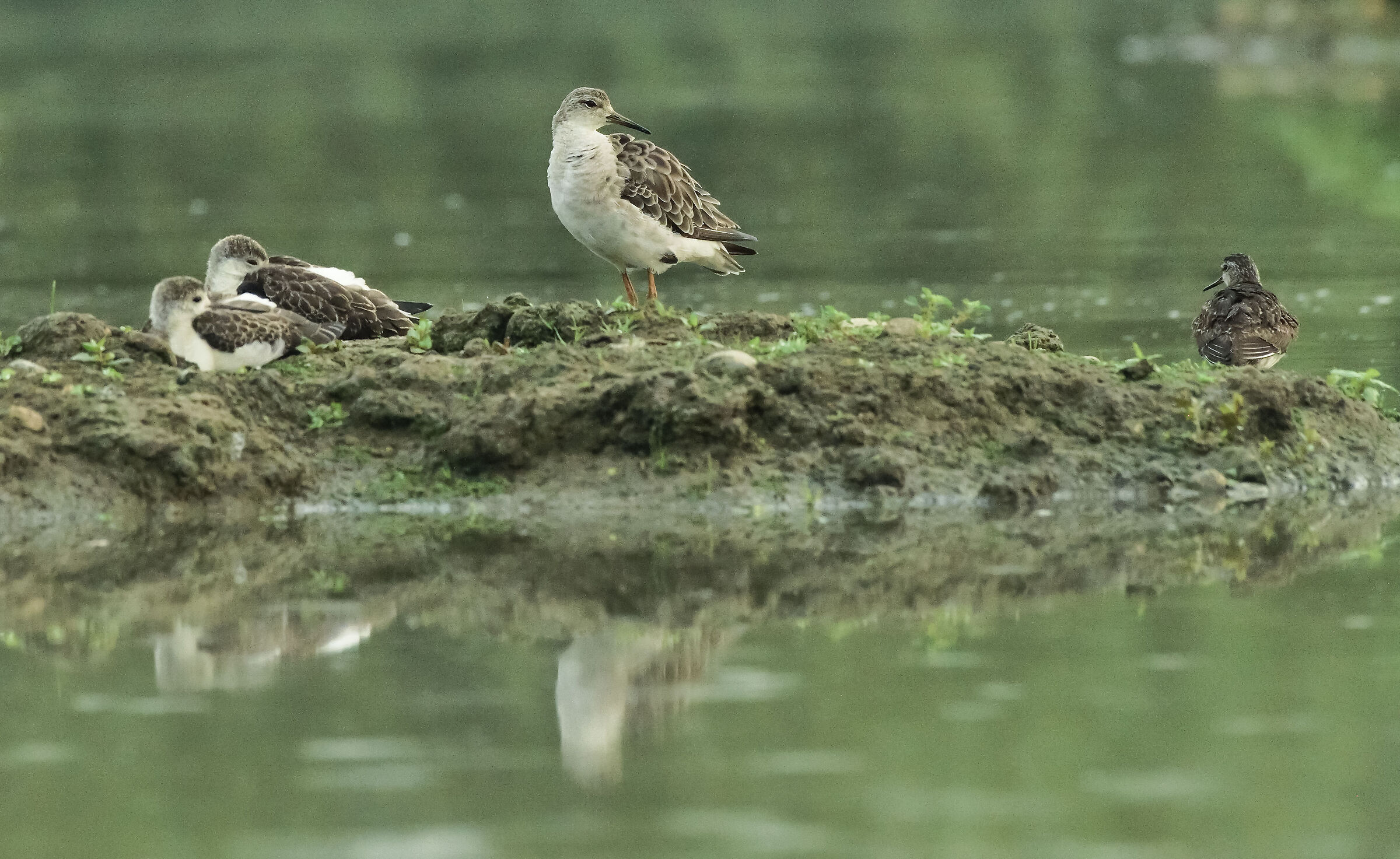 gruppo di famiglia con estraneo