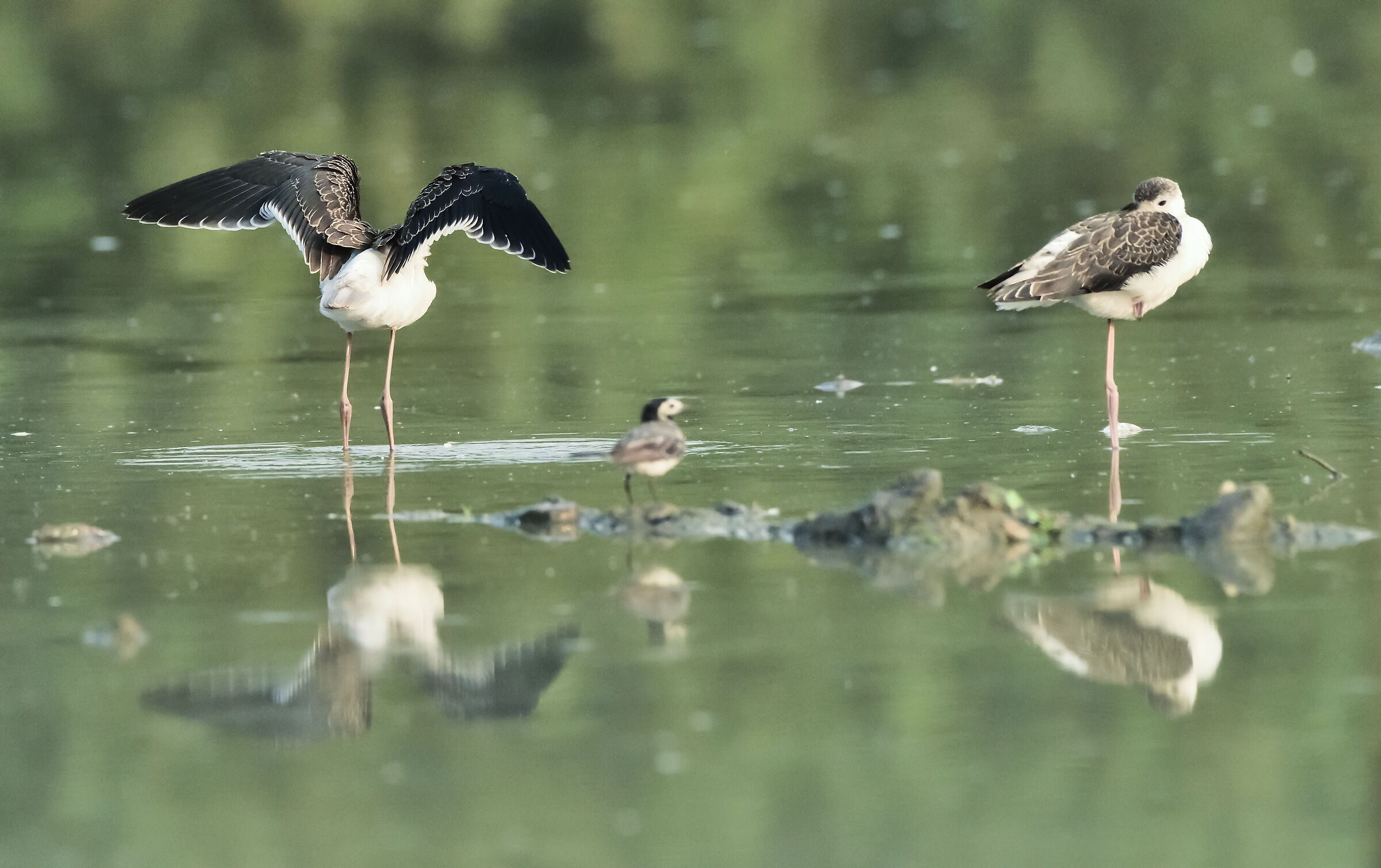 l'atterraggio del cavaliere 2