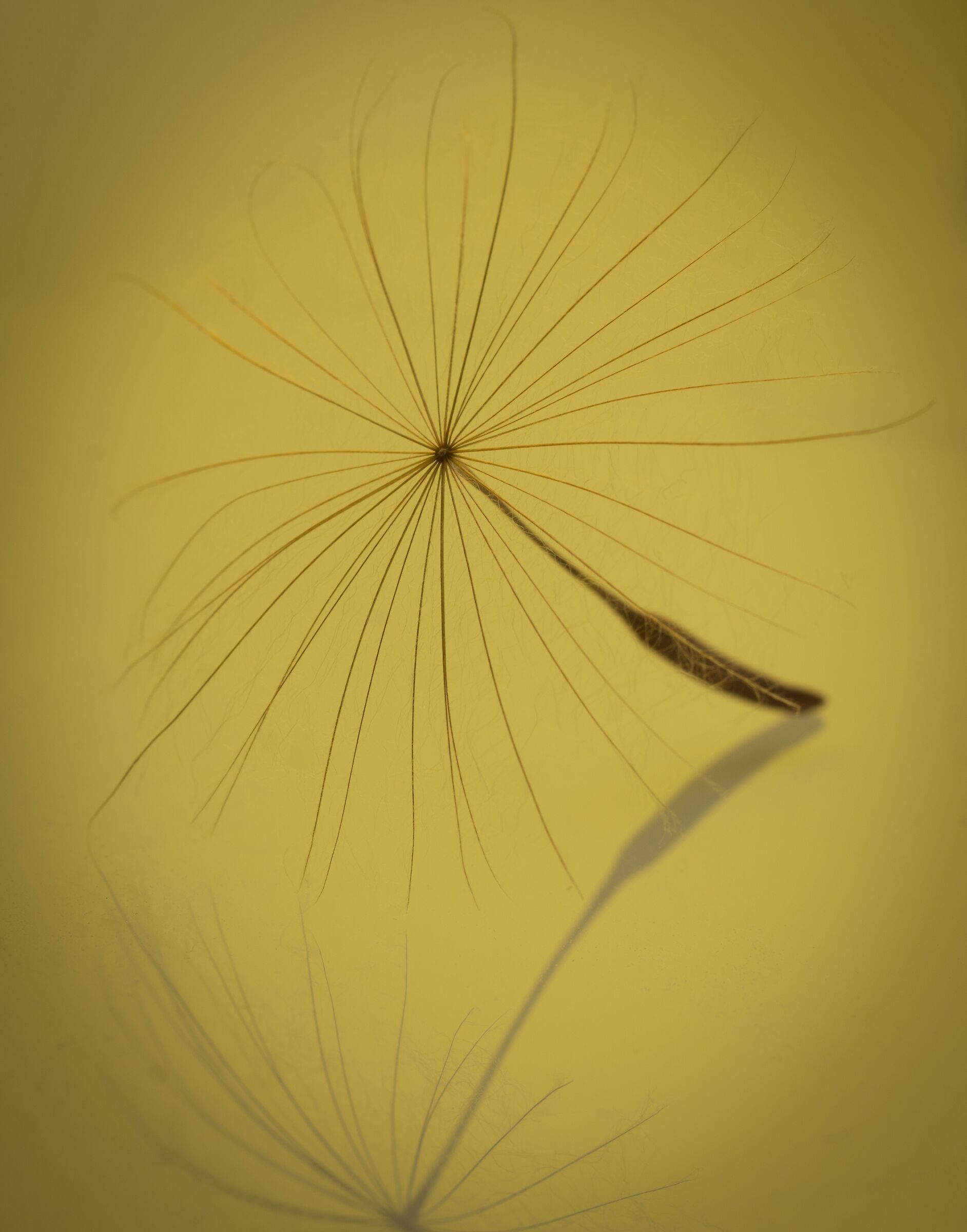 dandelion seed