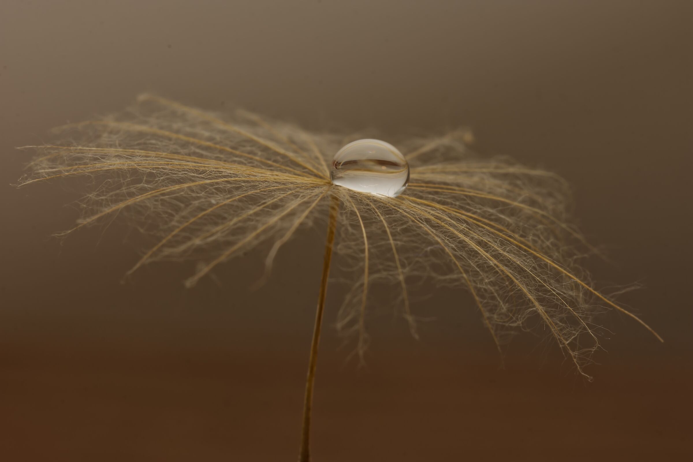 dandelion seed