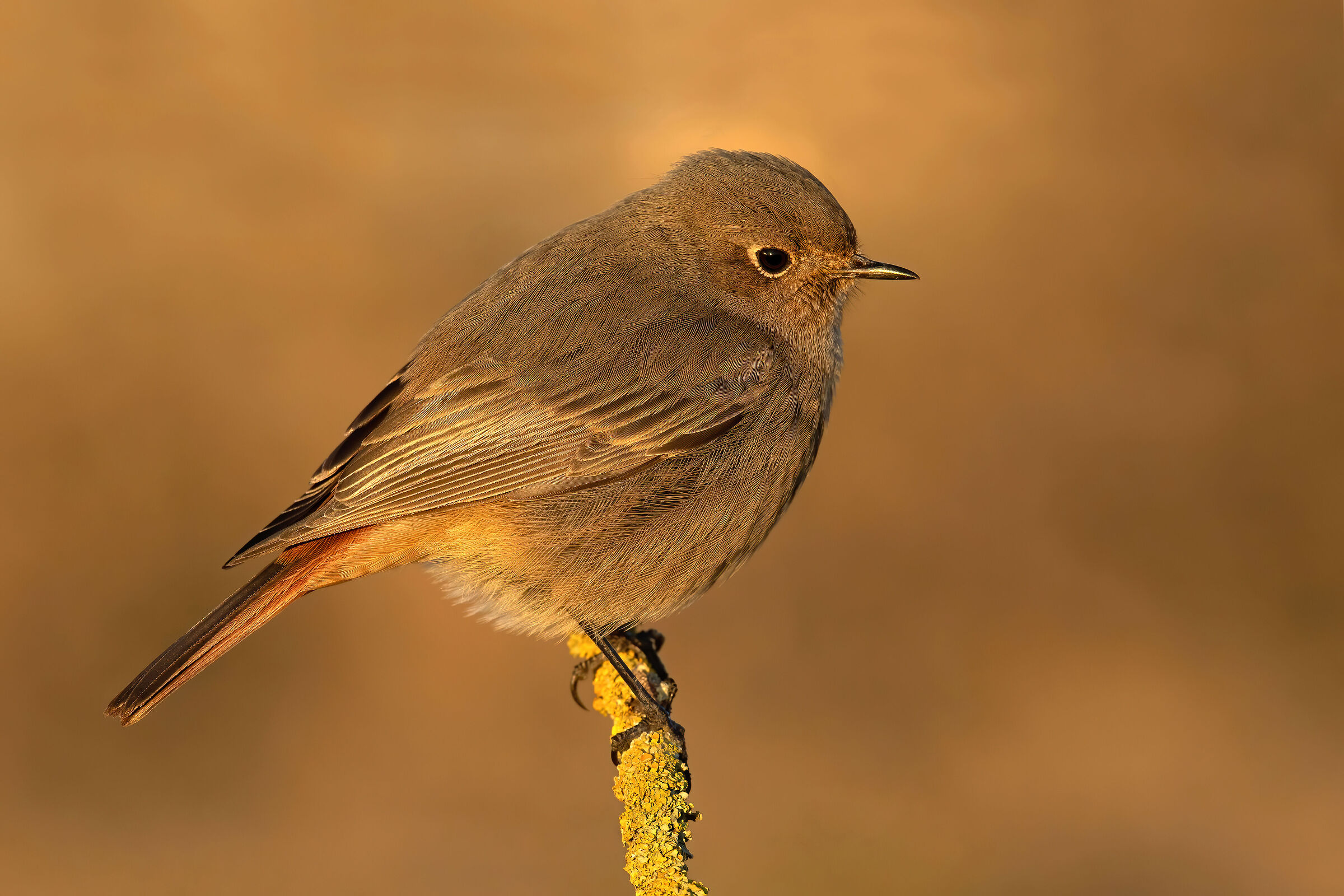 La codirossa al tramonto