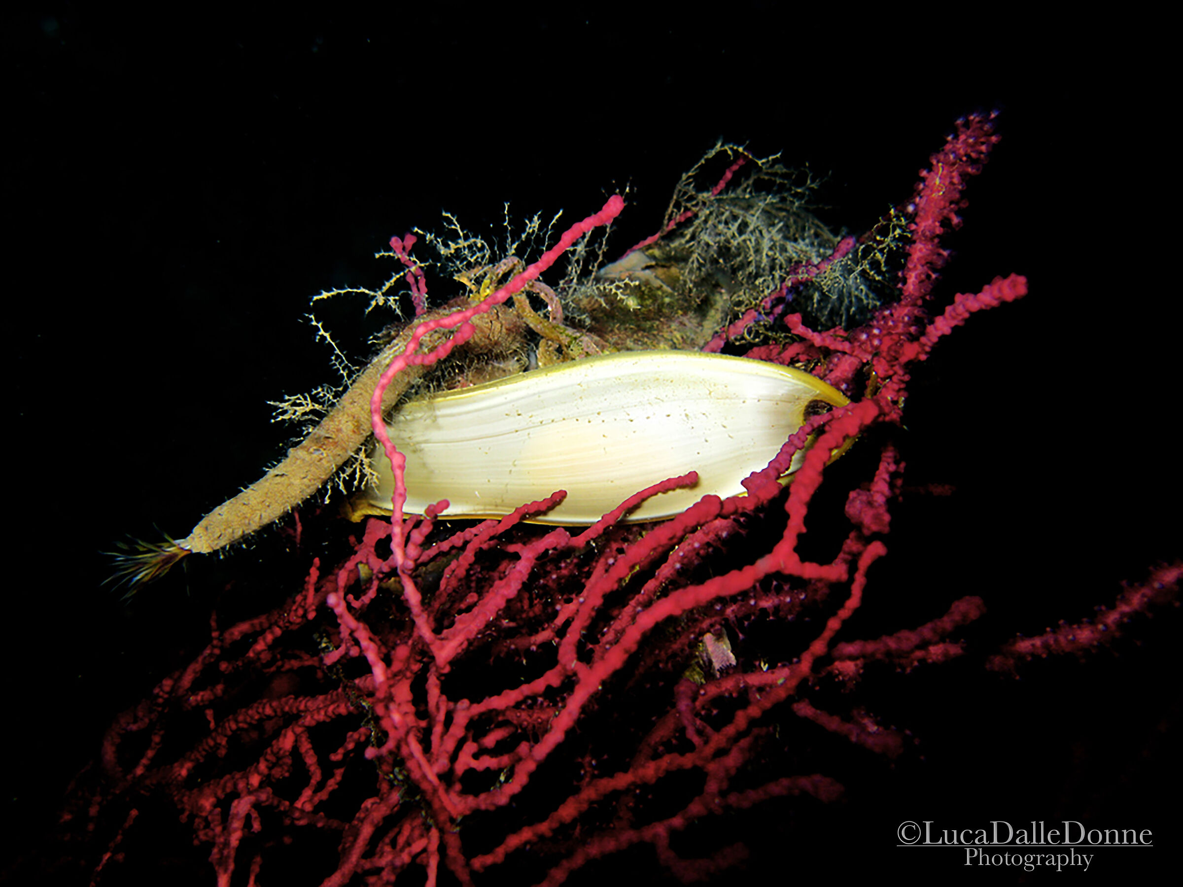 Un Ovetto allo Scoglietto