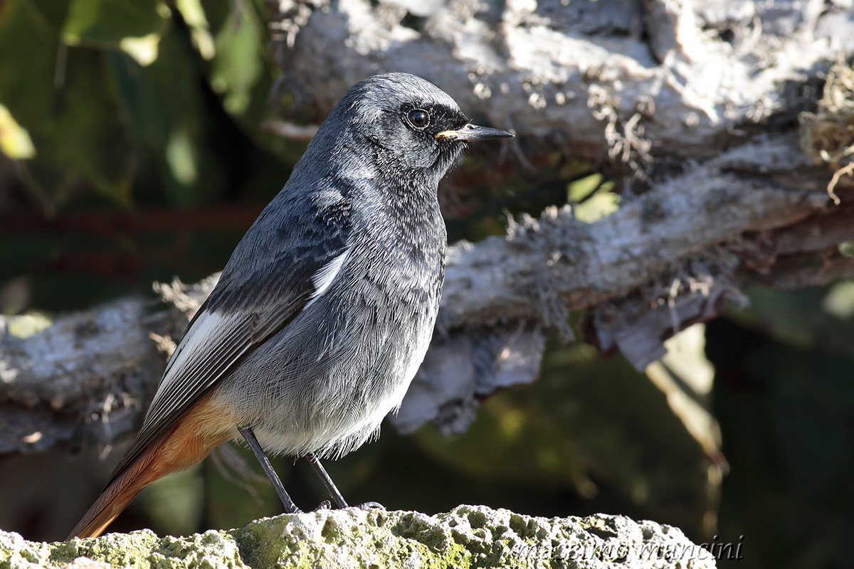 codirosso spazzacamino M