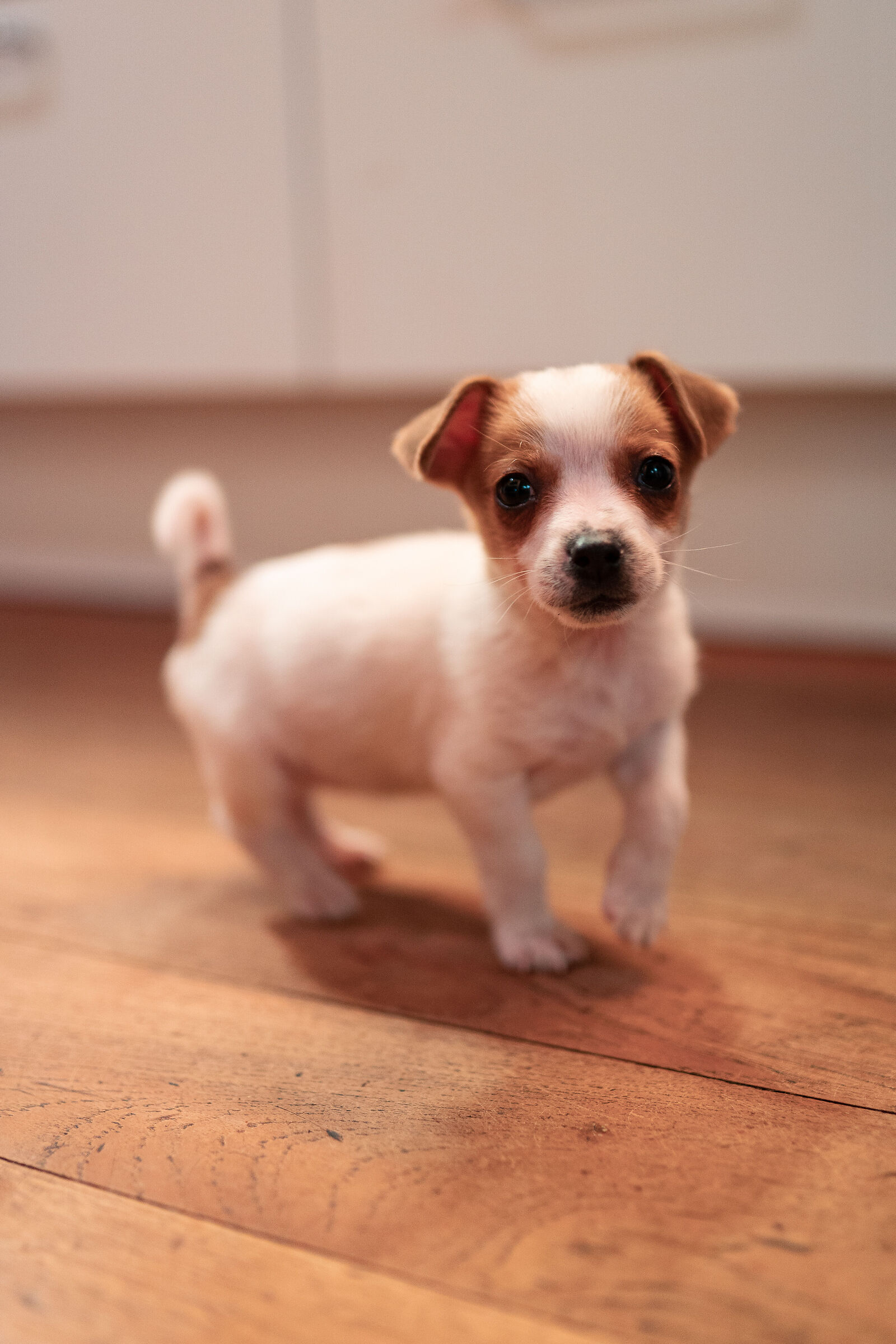 Toffee, per gli amici Marmitta