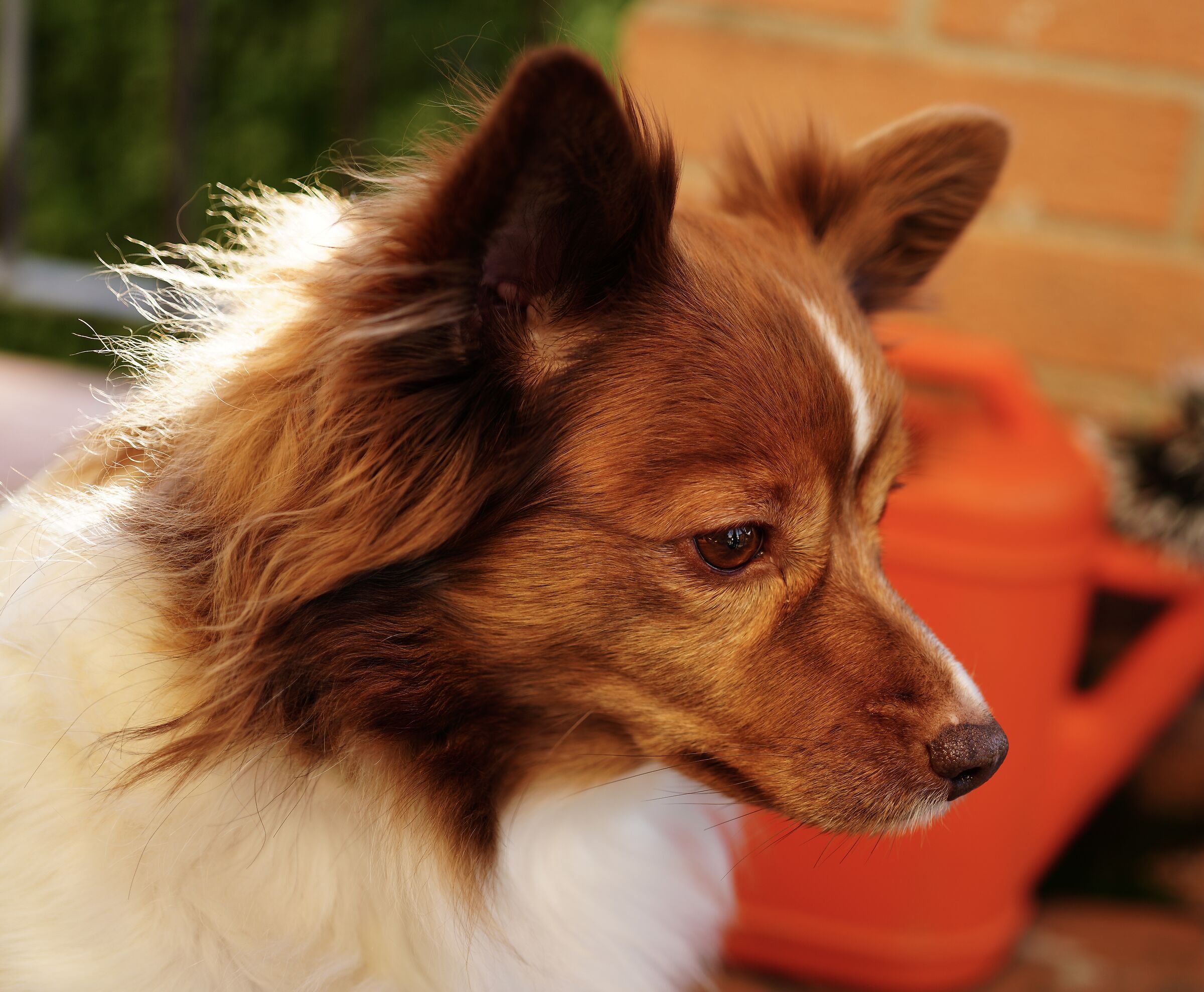 La mia bestiolina sul balcone...