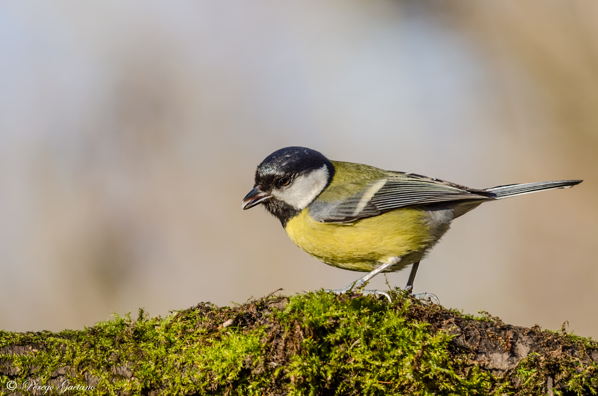 Great Tit