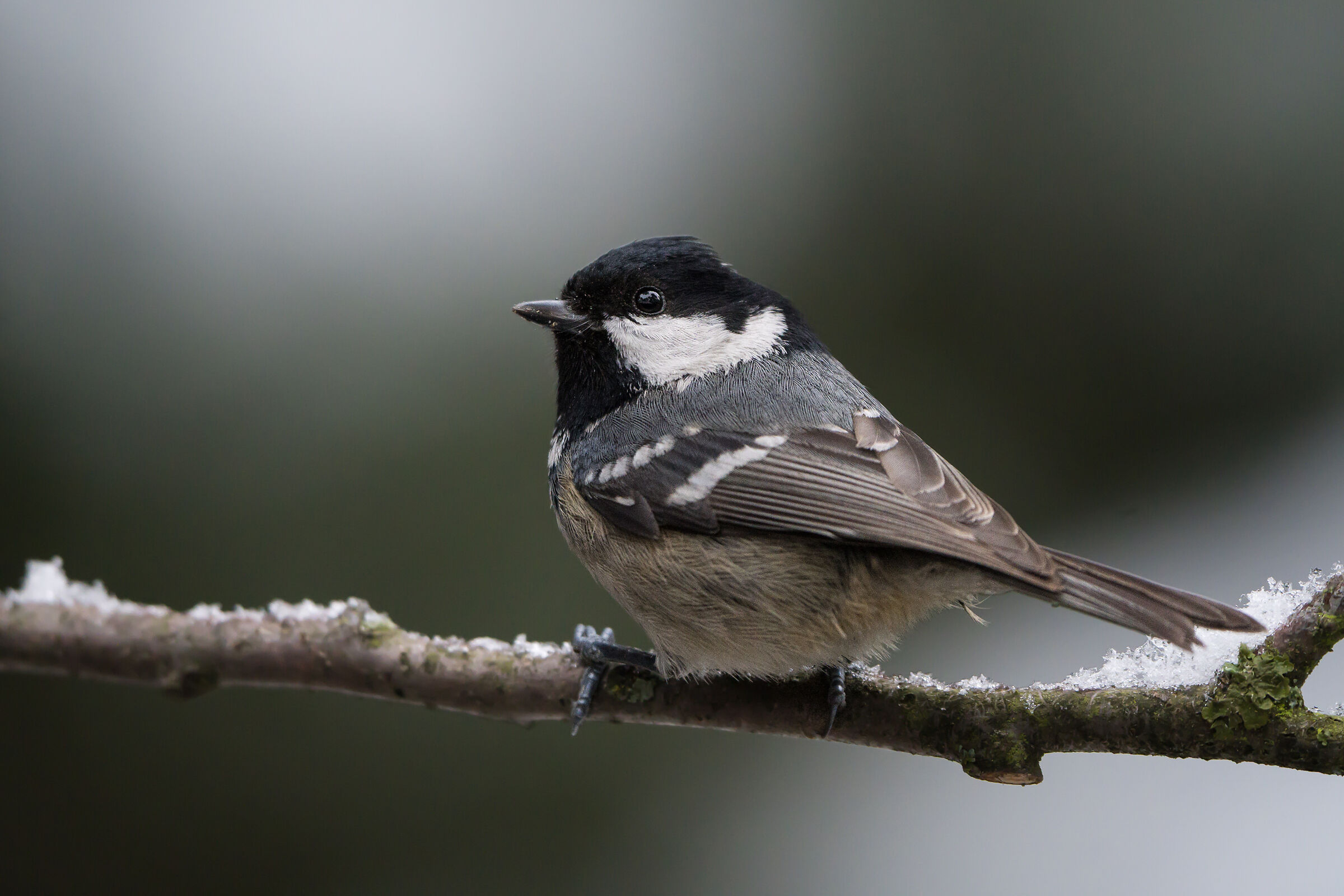Coal tit (Periparus ater)
