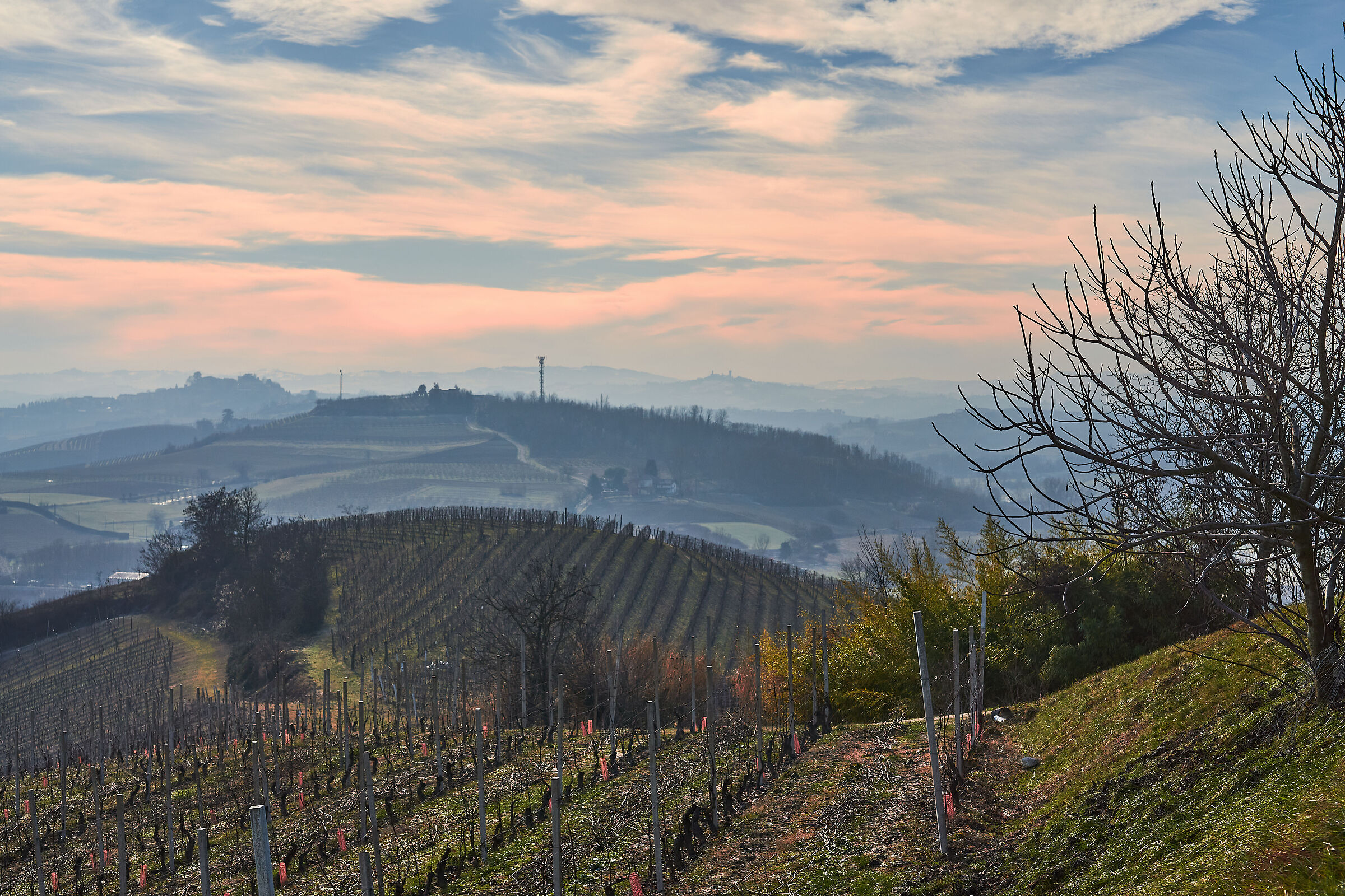 La Vigna ed il Fico d'inverno