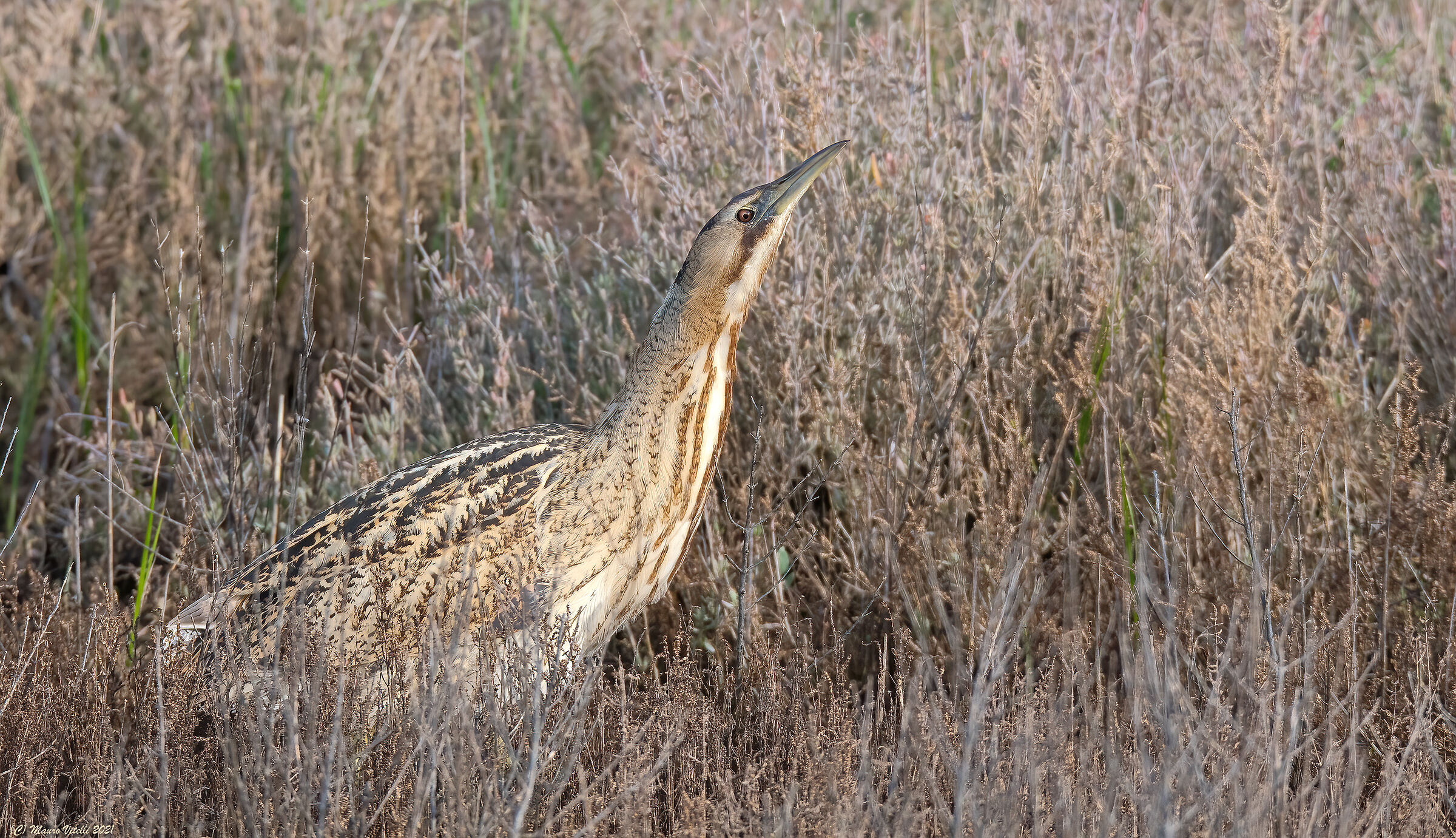 Tarabuso Department (Botaurus stellaris)
