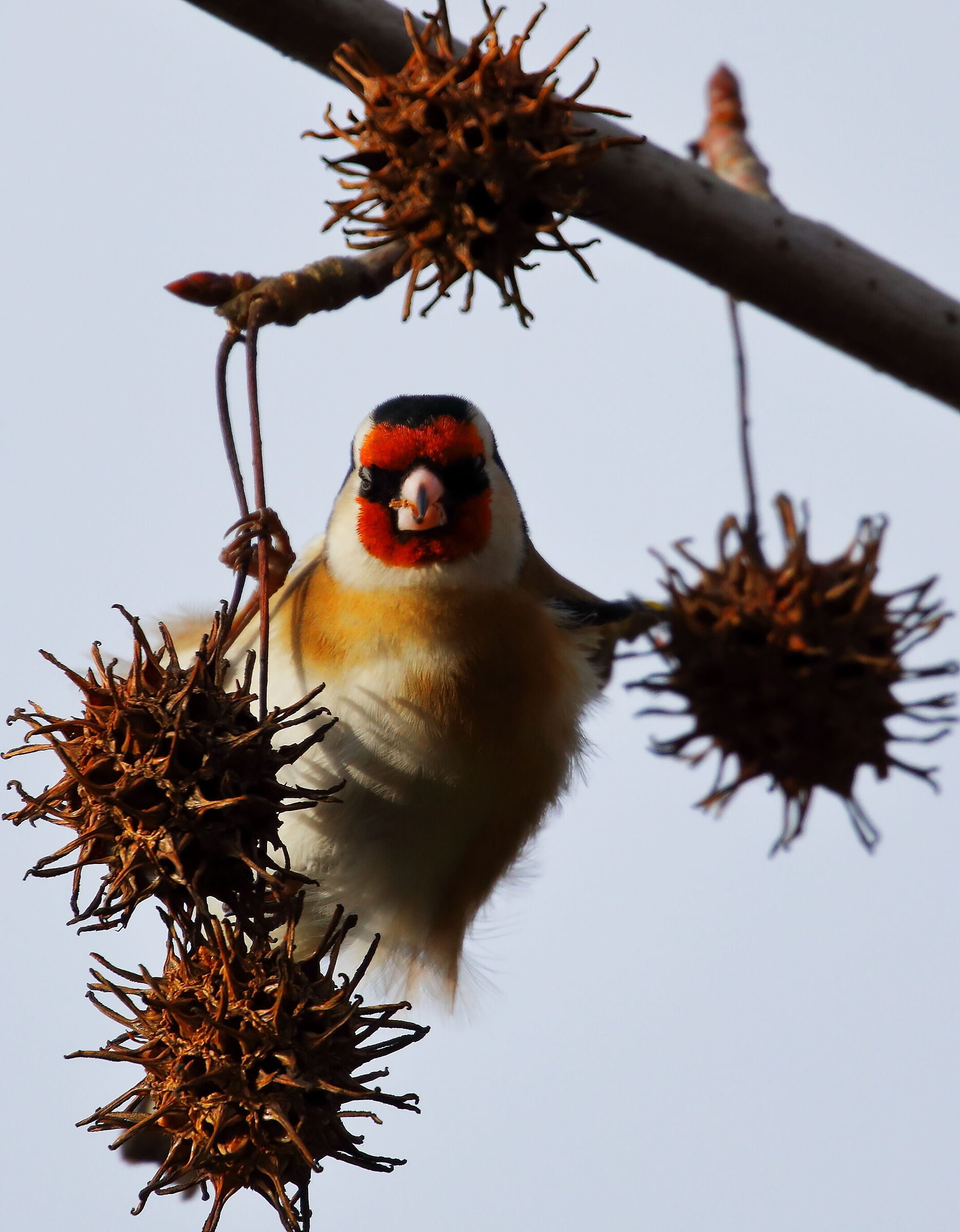 Goldfinch