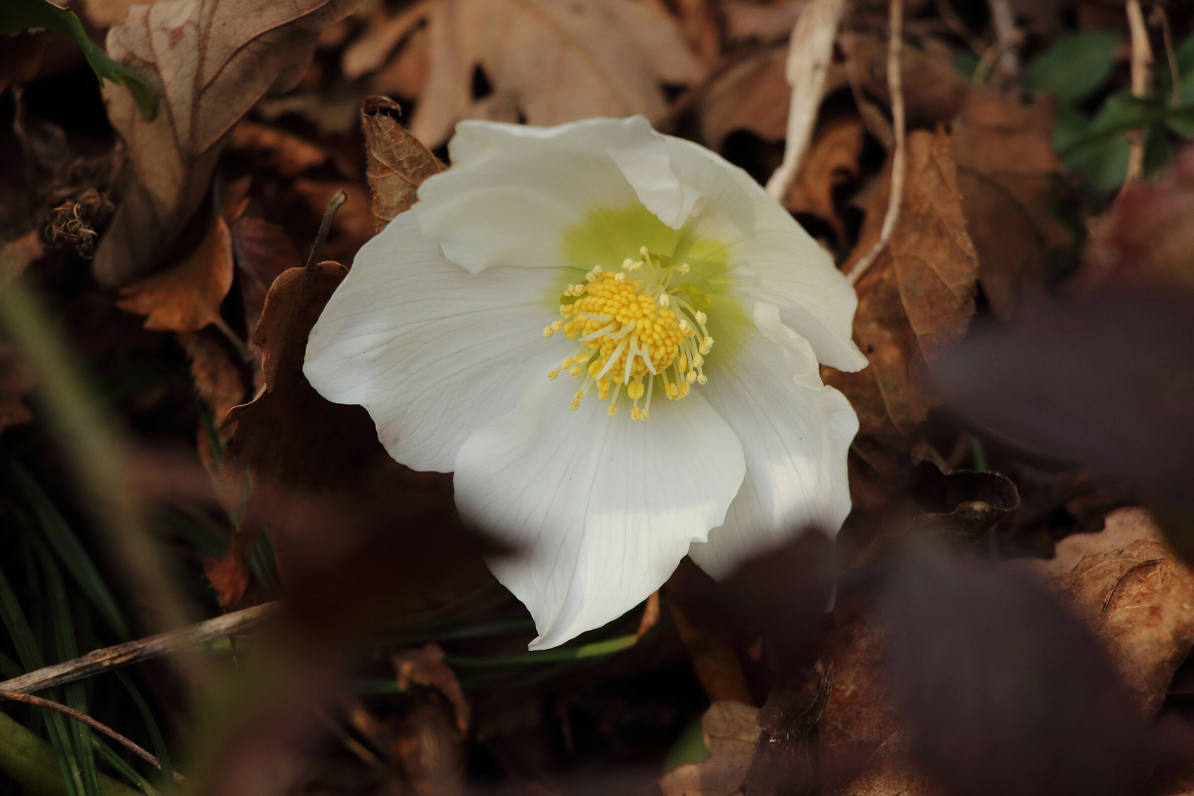 elleboro tra le foglie