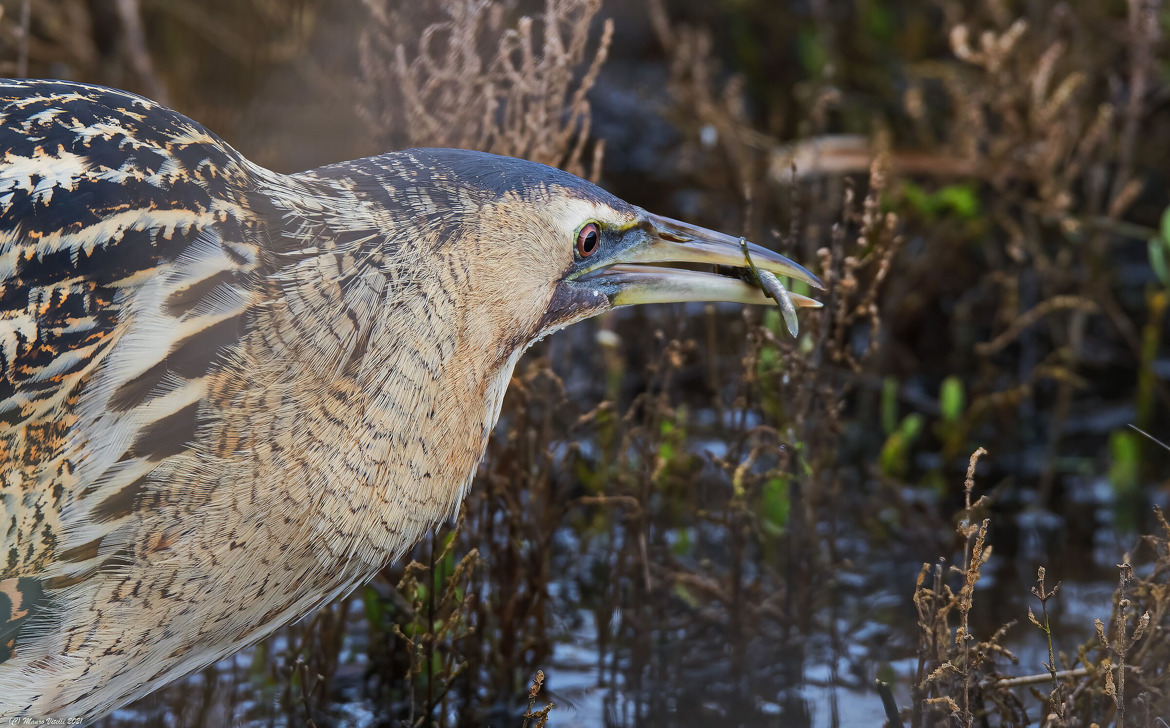 Tarabuso Department (Botaurus stellaris)