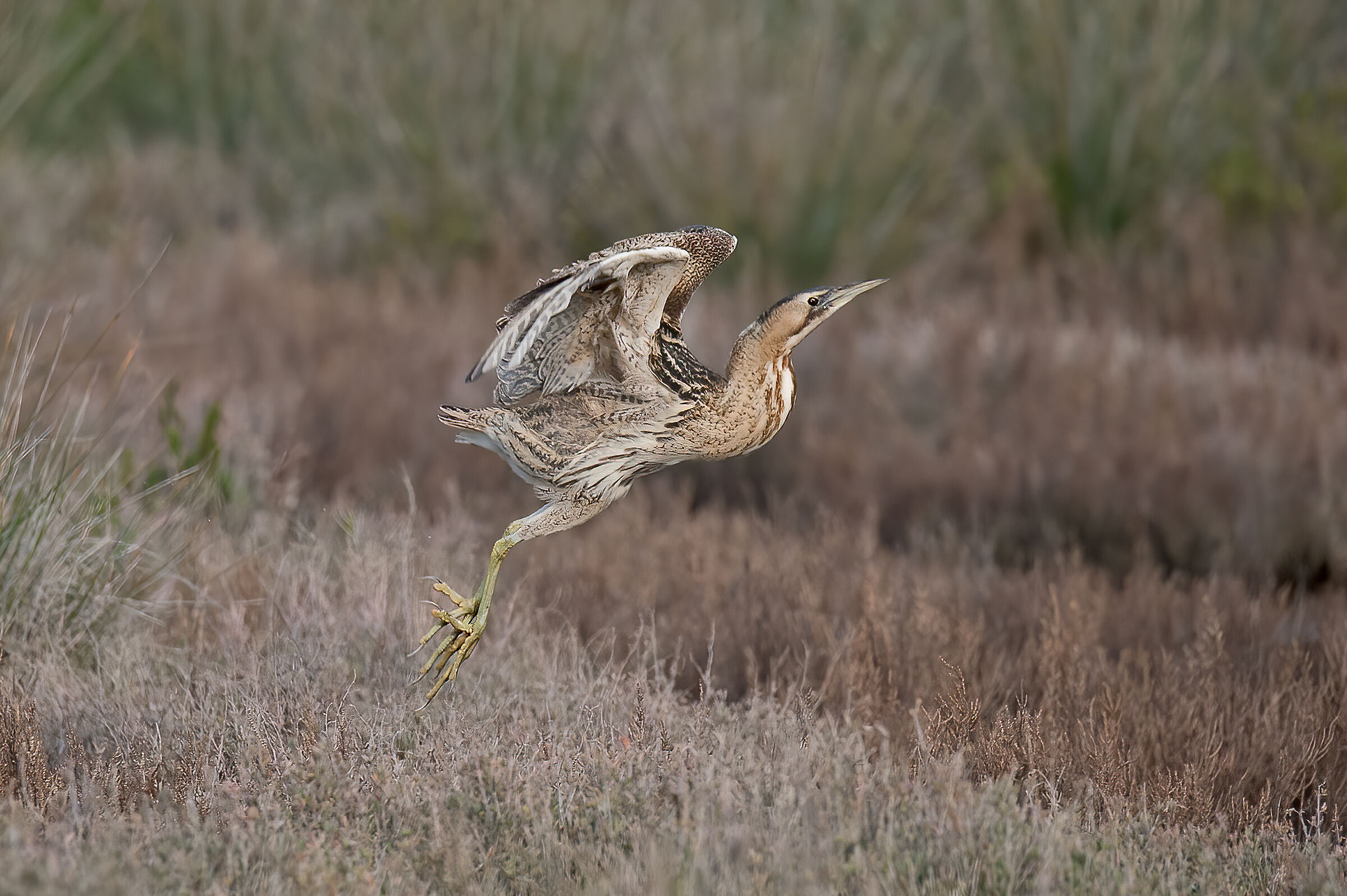 Bittern
