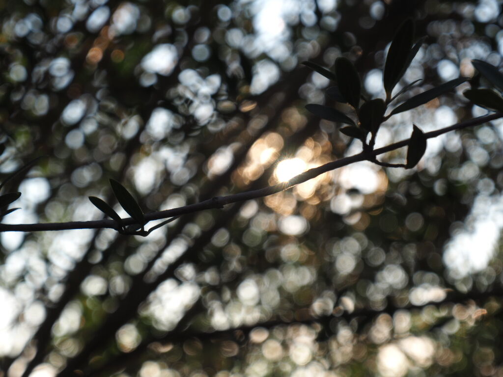 Bokeh 1