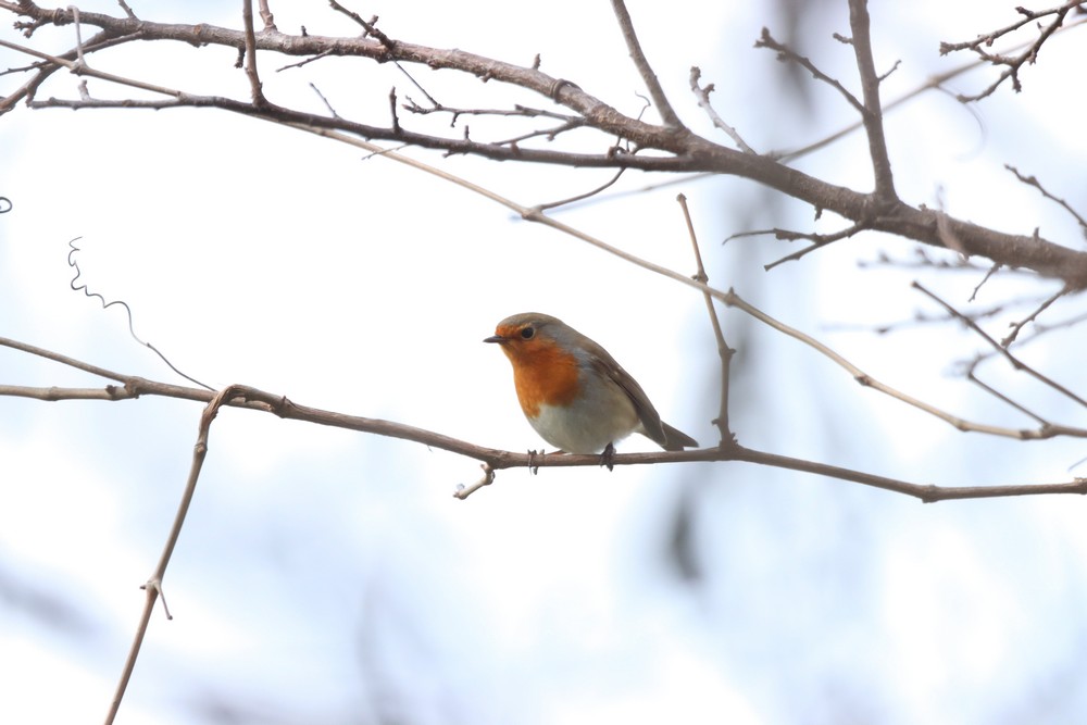 The Indispectful Robin