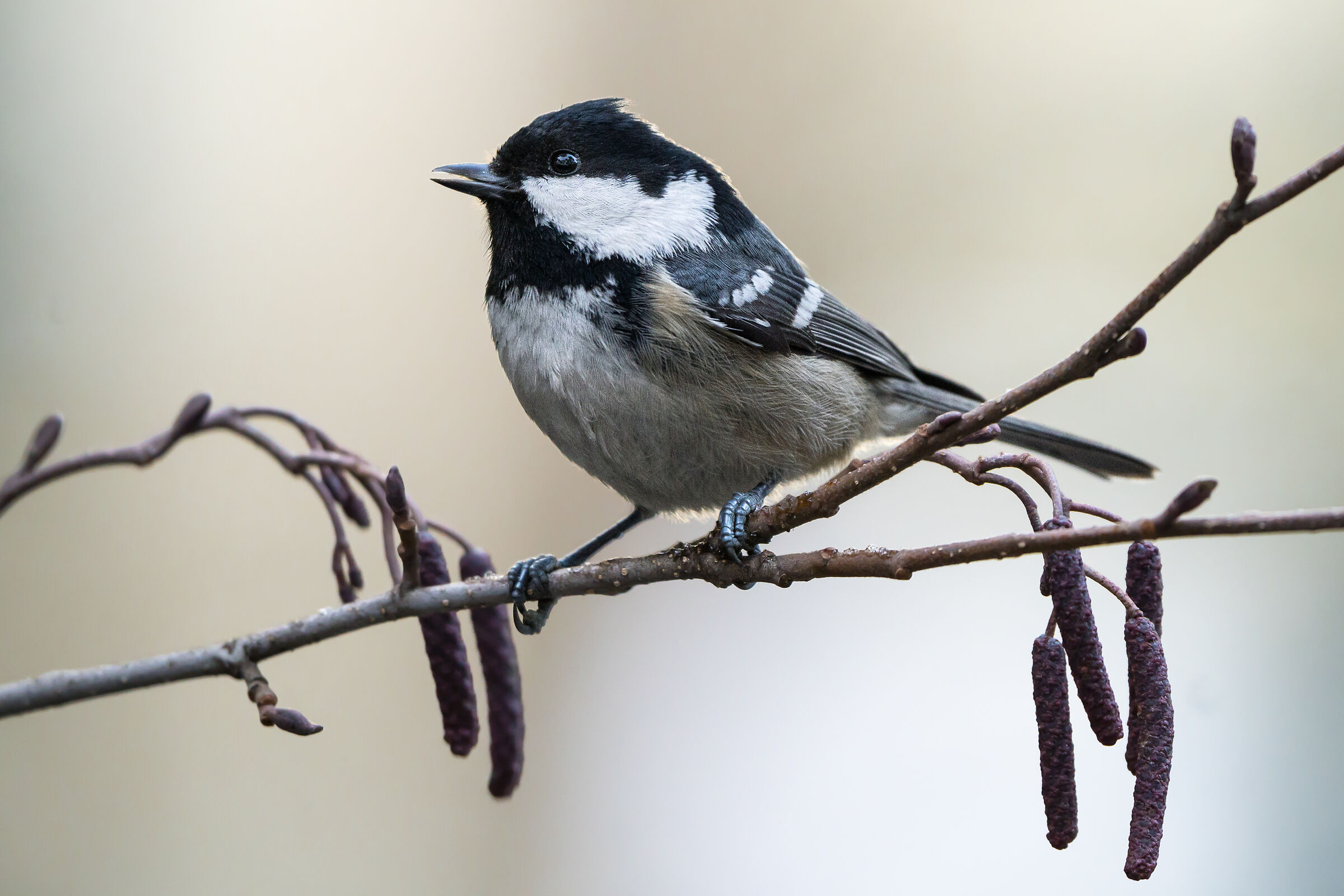 Coal tit (Periparus ater)